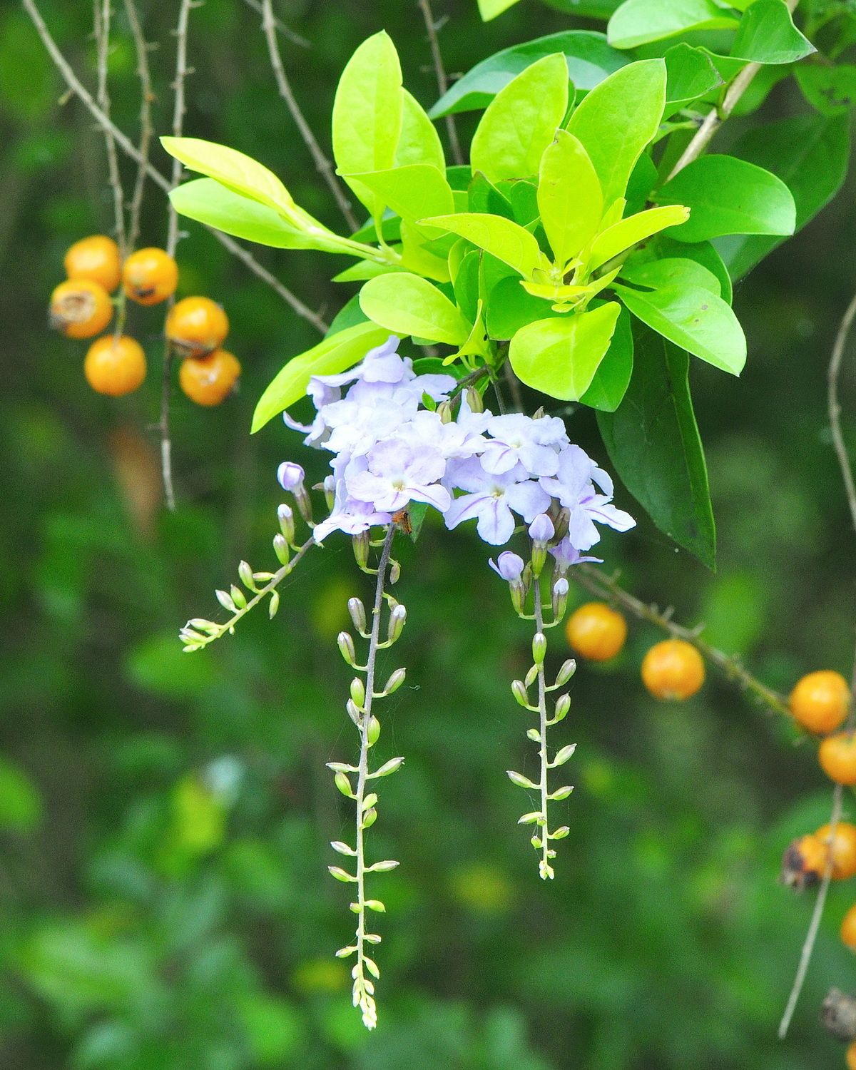 𝘋𝘶𝘳𝘢𝘯𝘵𝘢 𝘦𝘳𝘦𝘤𝘵𝘢 ‘Sheena’s Gold’ 黃葉金露花