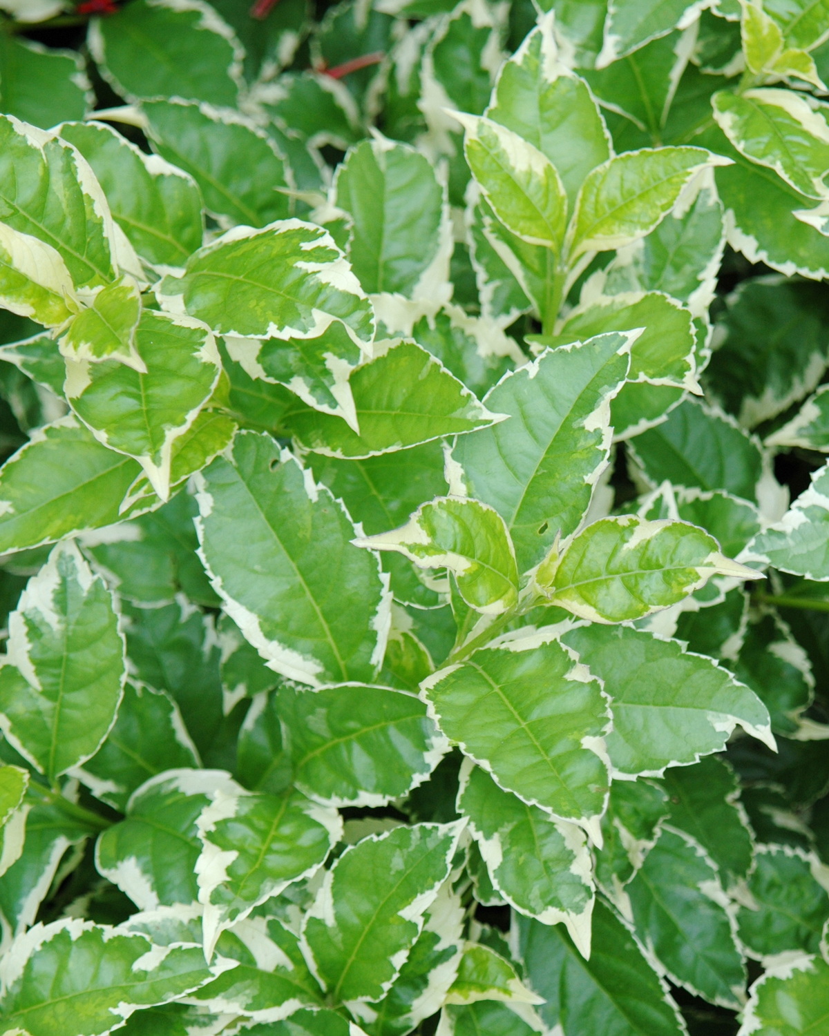 Duranta erecta 'Variegata'