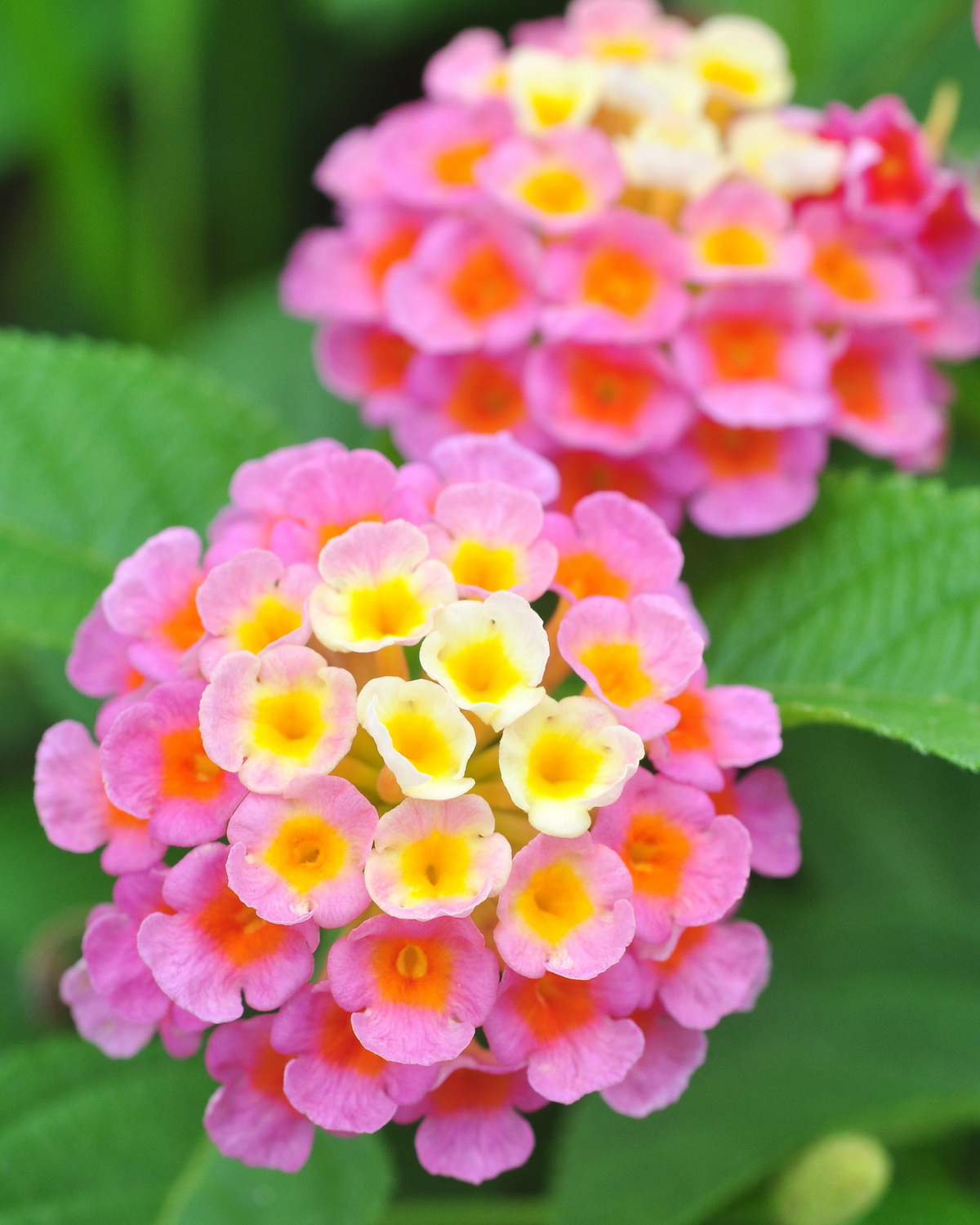 𝘓𝘢𝘯𝘵𝘢𝘯𝘢 × 𝘴𝘵𝘳𝘪𝘨𝘰𝘤𝘢𝘮𝘢𝘳𝘢 雜交馬纓丹