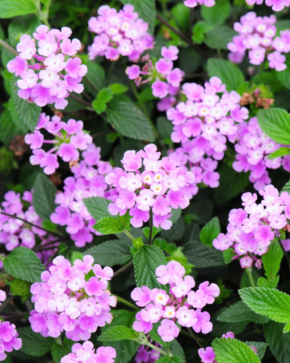 Lantana montevidensis