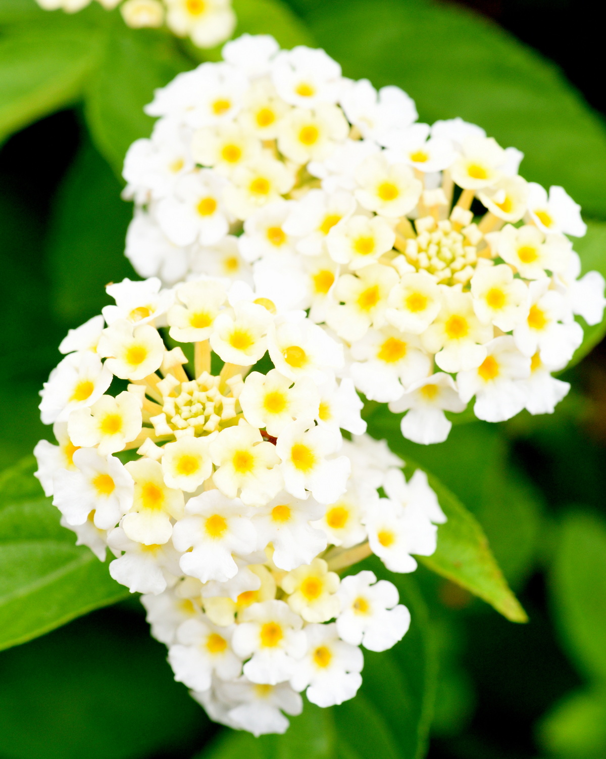 𝘓𝘢𝘯𝘵𝘢𝘯𝘢 𝘯𝘪𝘷𝘦𝘢 白花馬纓丹