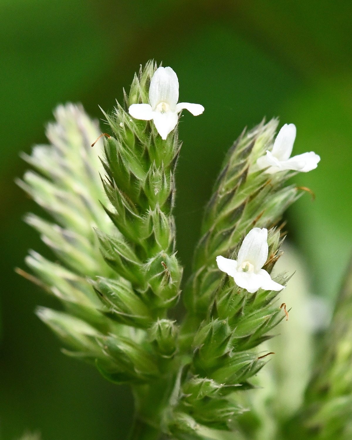 𝘓𝘦𝘱𝘪𝘥𝘢𝘨𝘢𝘵𝘩𝘪𝘴 𝘧𝘰𝘳𝘮𝘰𝘴𝘦𝘯𝘴𝘪𝘴 台灣鱗球花