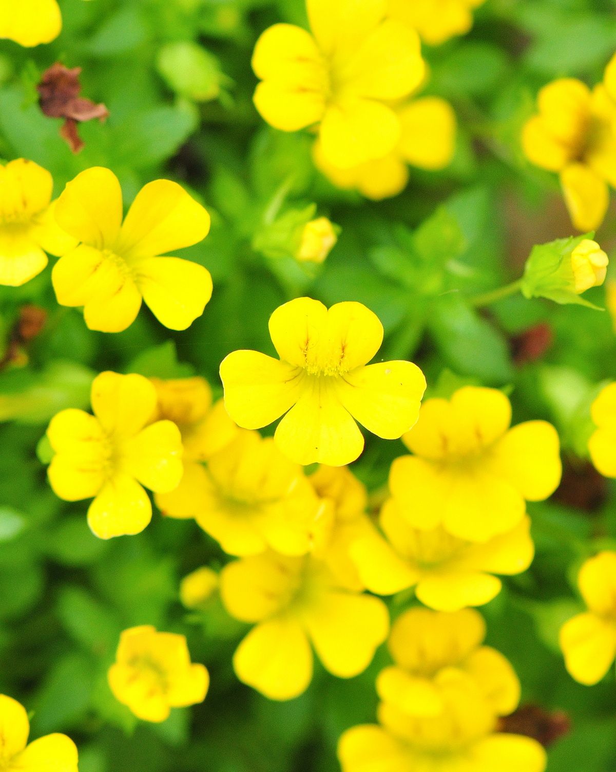 Mecardonia procumbens 'Magic Carpet™'