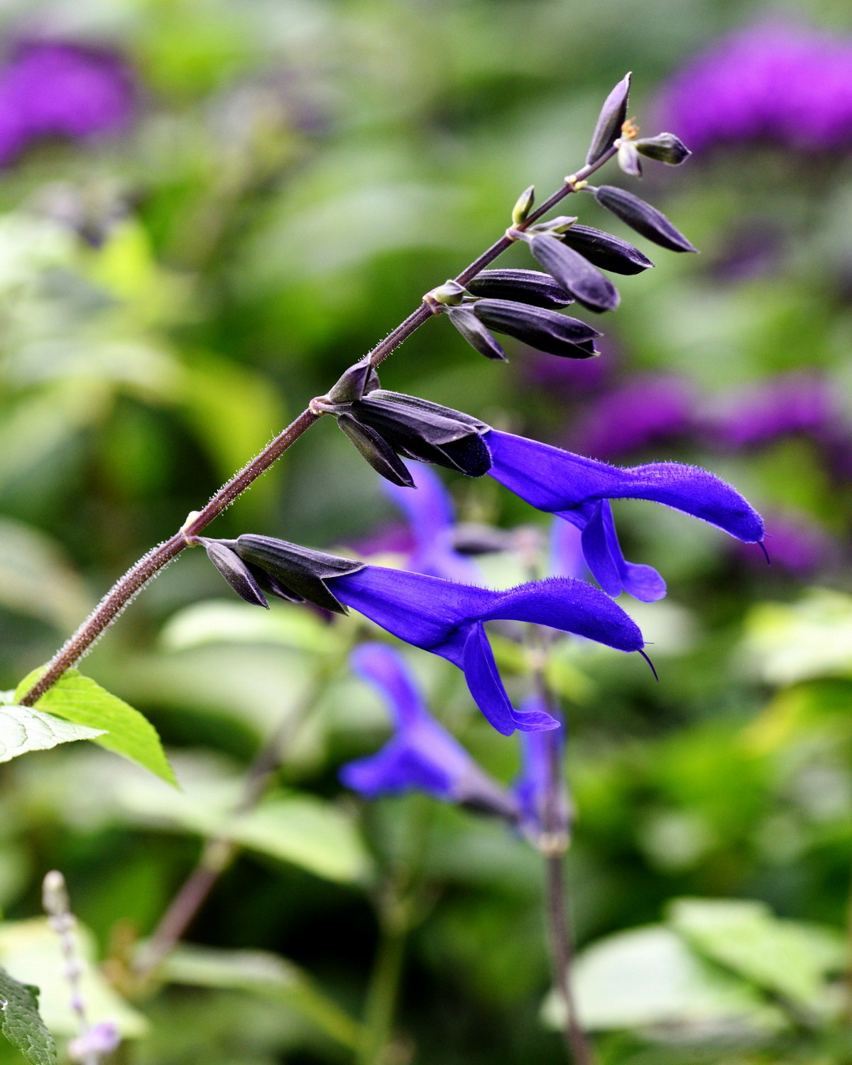 𝘚𝘢𝘭𝘷𝘪𝘢 𝘨𝘶𝘢𝘳𝘢𝘯𝘪𝘵𝘪𝘤𝘢 ‘Black & Bloom’ 黑萼茴香鼠尾草