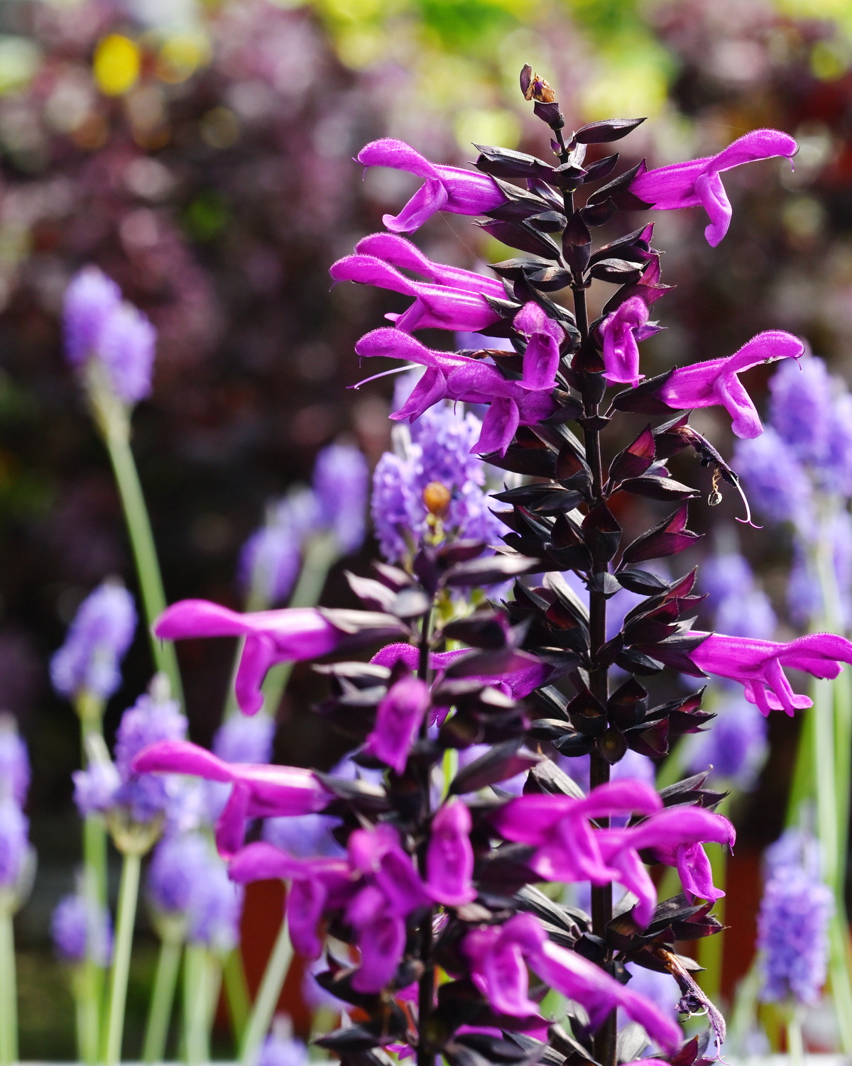 𝘚𝘢𝘭𝘷𝘪𝘢 𝘨𝘶𝘢𝘳𝘢𝘯𝘪𝘵𝘪𝘤𝘢 ‘Purple & Bloom’ 紫黑茴香鼠尾草