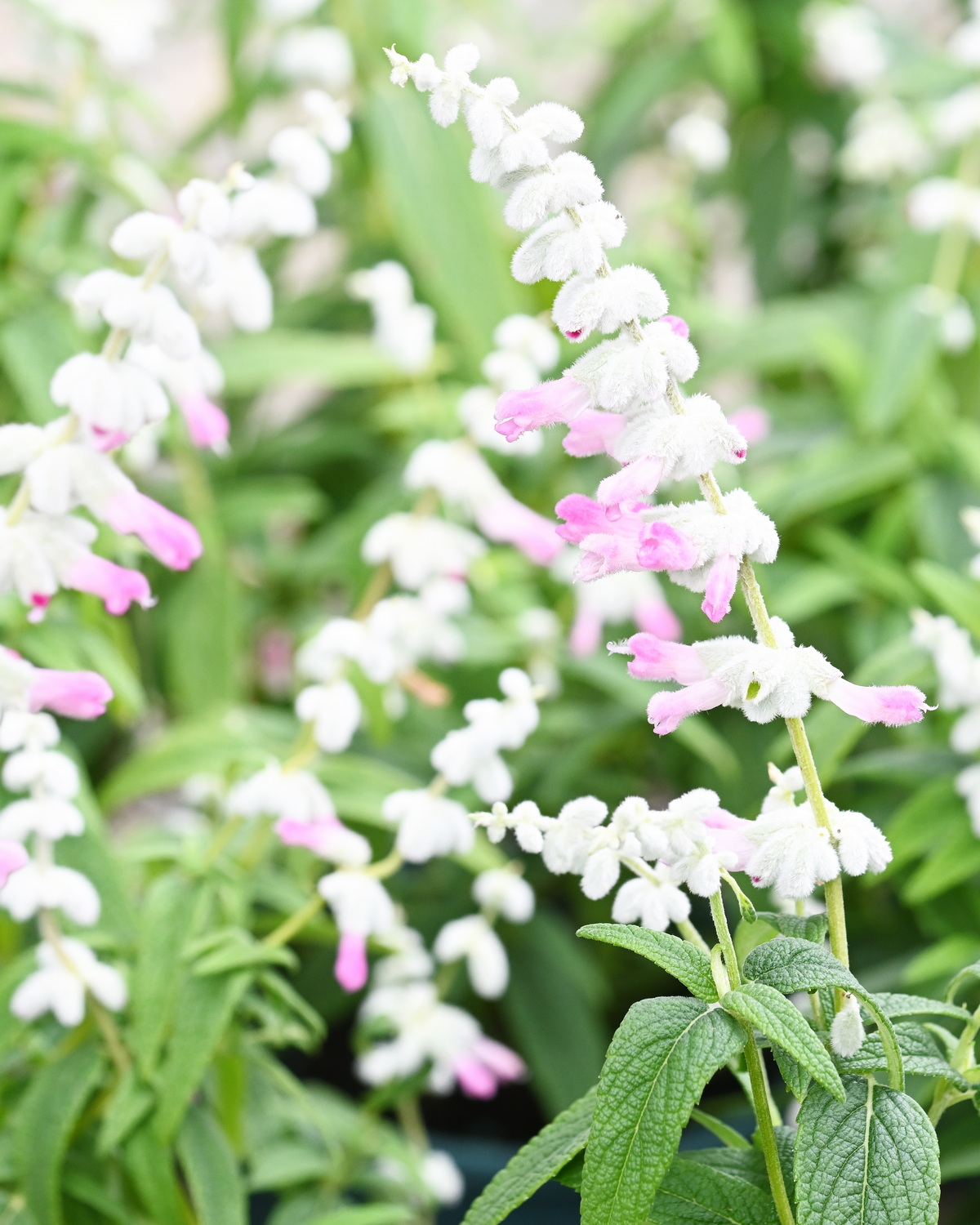 Salvia leucantha ‘Danielle's Dream’