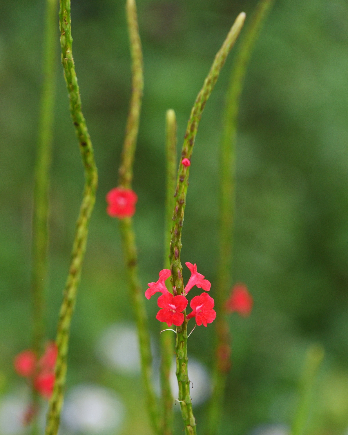 𝘚𝘵𝘢𝘤𝘩𝘺𝘵𝘢𝘳𝘱𝘩𝘦𝘵𝘢 𝘮𝘪𝘤𝘳𝘰𝘱𝘩𝘺𝘭𝘭𝘢 小葉長穗木