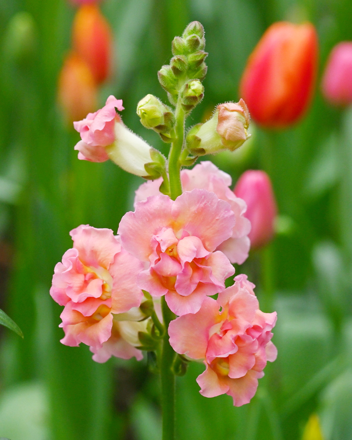 Antirrhinum majus ‘Double Series’
