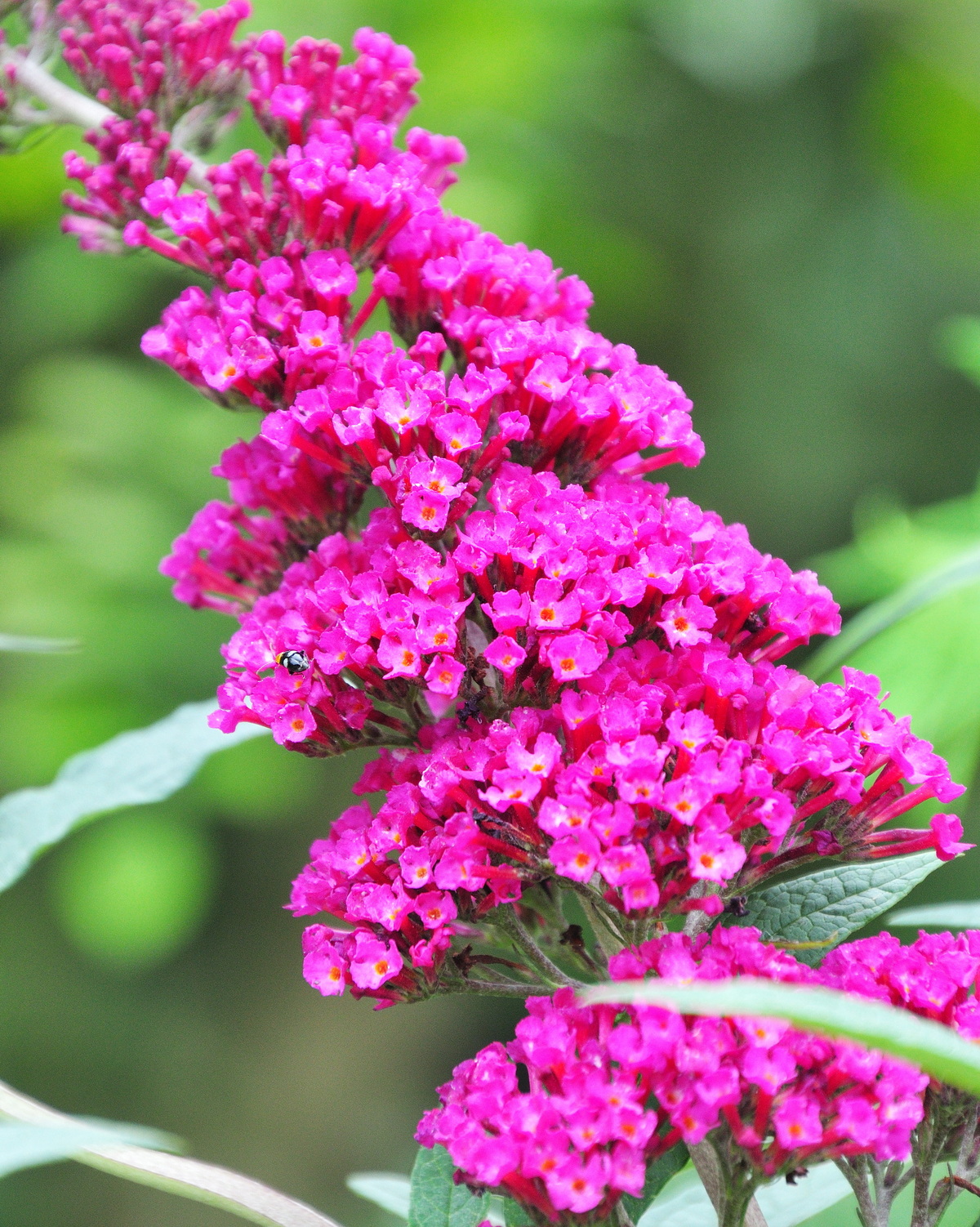 Buddleja davidii 'Royal Red'