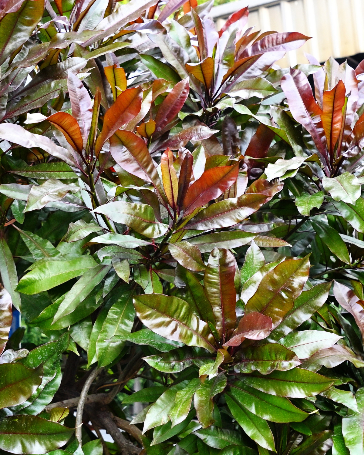 𝘊𝘦𝘳𝘣𝘦𝘳𝘢 ‘Rubra’ 紅葉海檬果