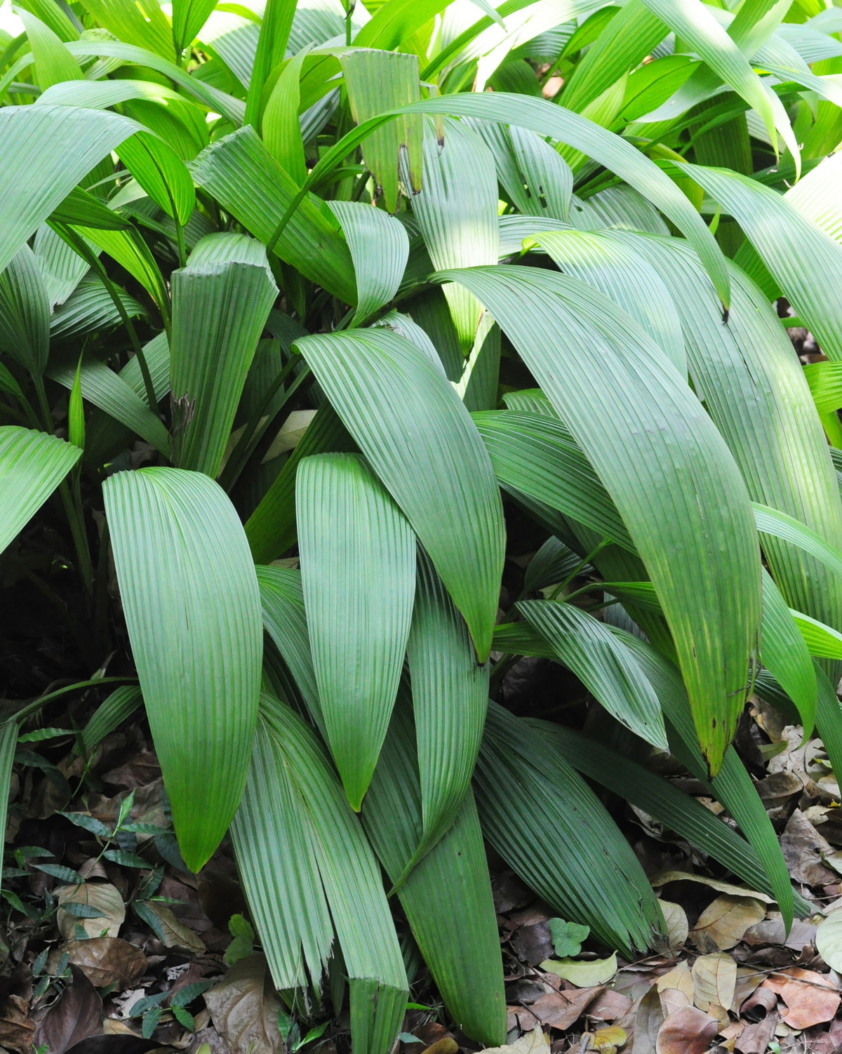 Curculigo capitulata