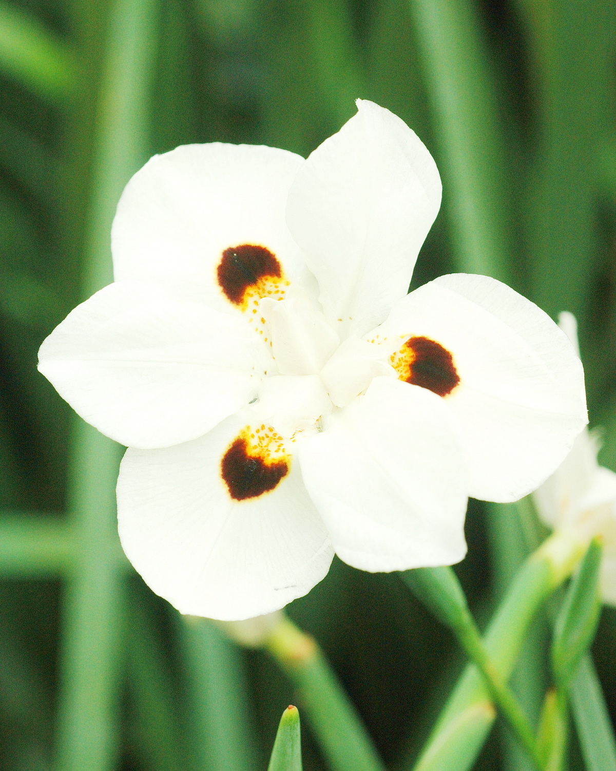 Dietes bicolor