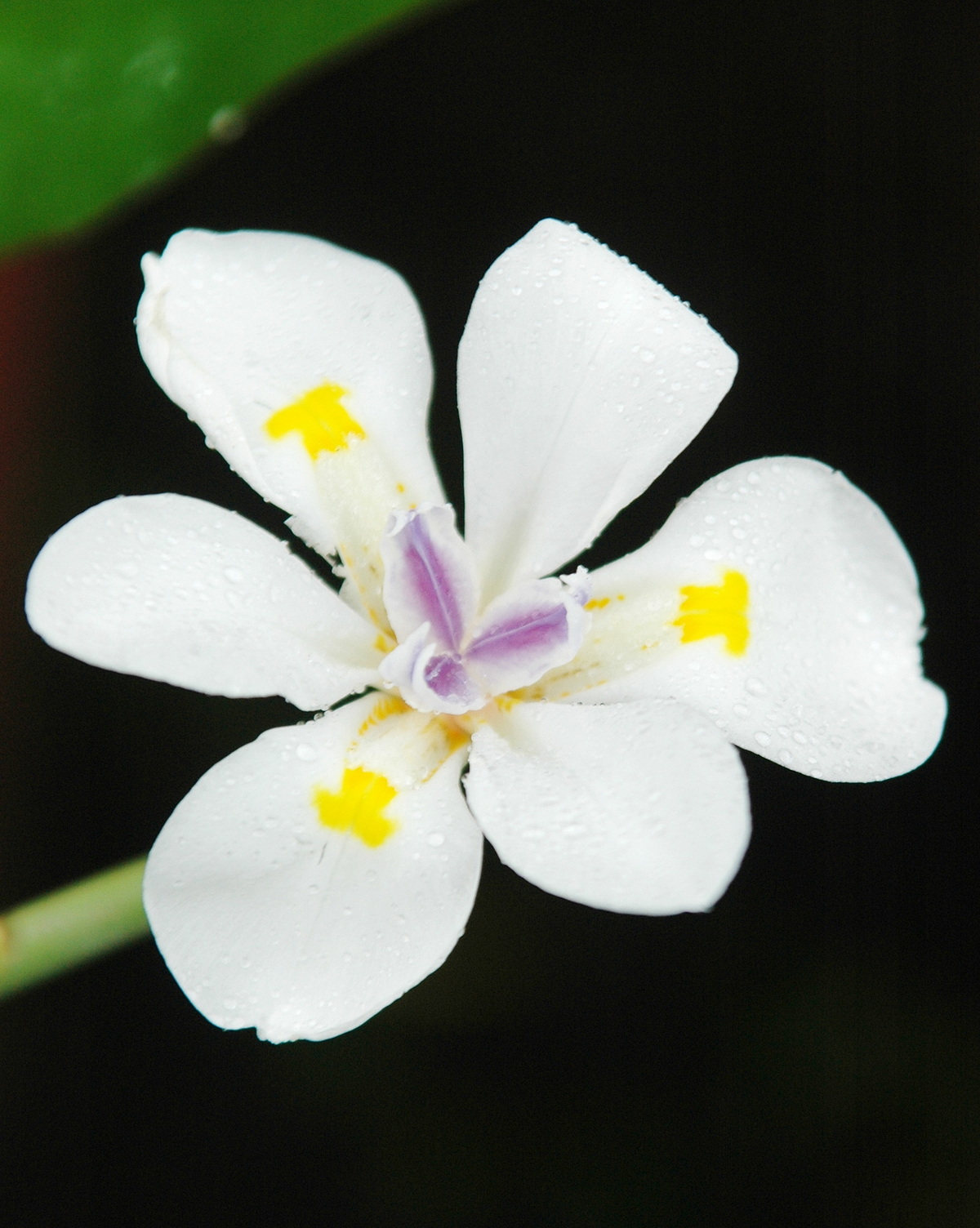 Dietes iridioides