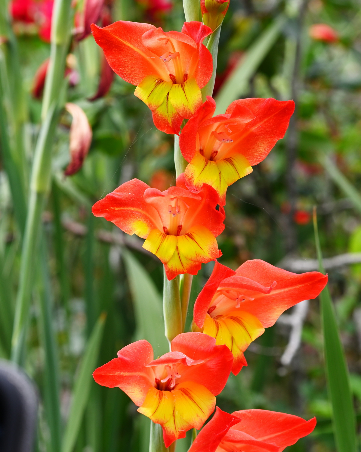 𝘎𝘭𝘢𝘥𝘪𝘰𝘭𝘶𝘴 𝘥𝘢𝘭𝘦𝘯𝘪𝘪 達倫唐菖蒲