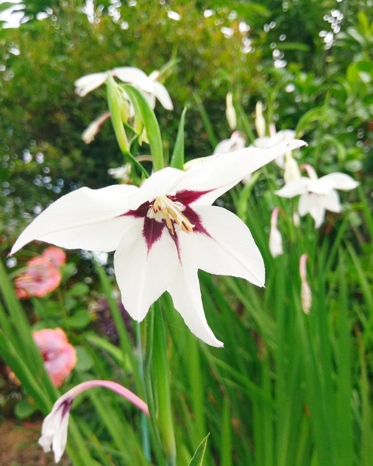 𝘎𝘭𝘢𝘥𝘪𝘰𝘭𝘶𝘴 𝘮𝘶𝘳𝘪𝘦𝘭𝘢𝘦 穆里爾唐菖蒲