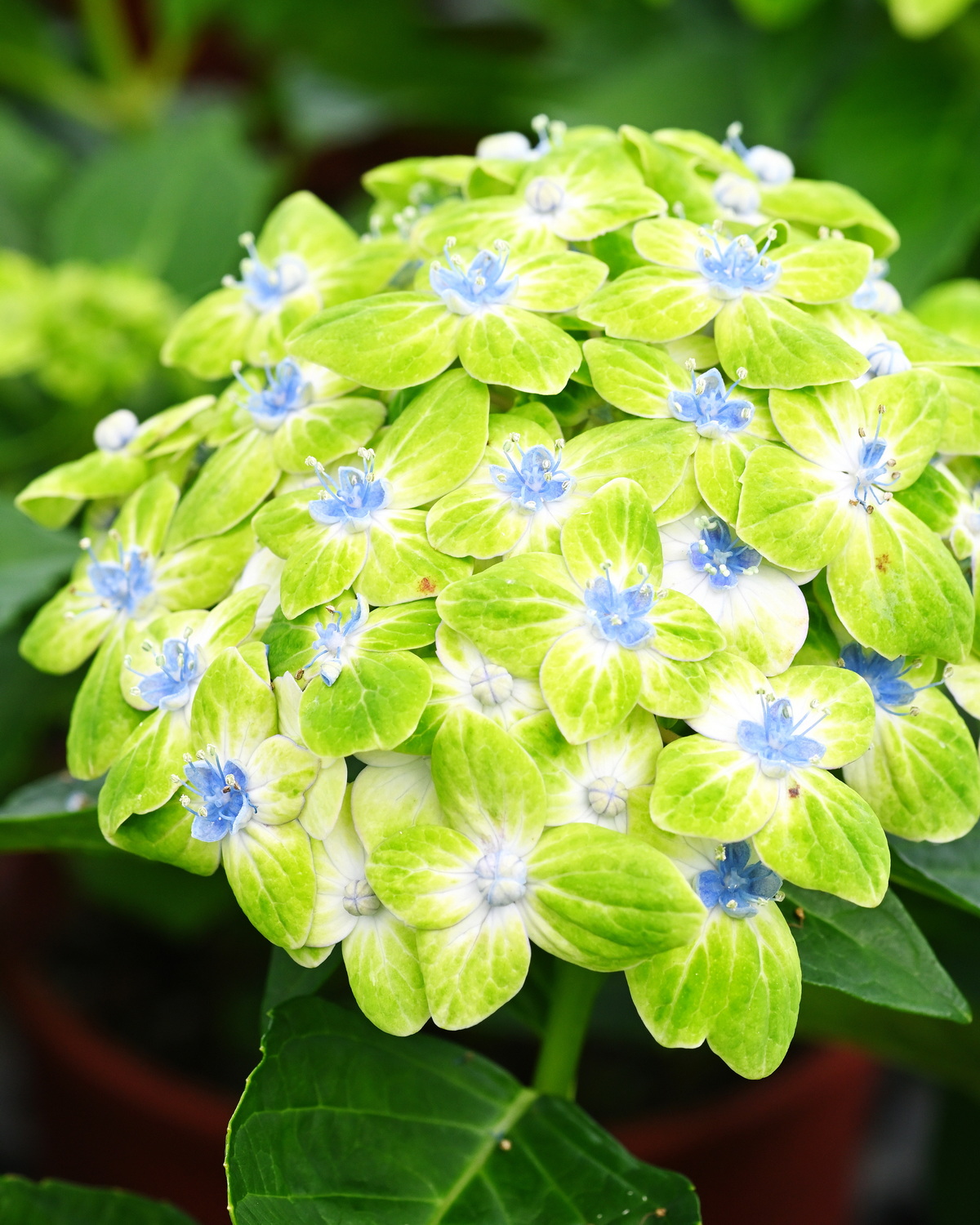 Hydrangea ‘Esmeralda’ 繡球花–綠寶石