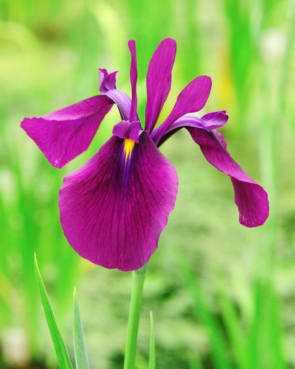 𝘐𝘳𝘪𝘴 𝘦𝘯𝘴𝘢𝘵𝘢 玉蟬花