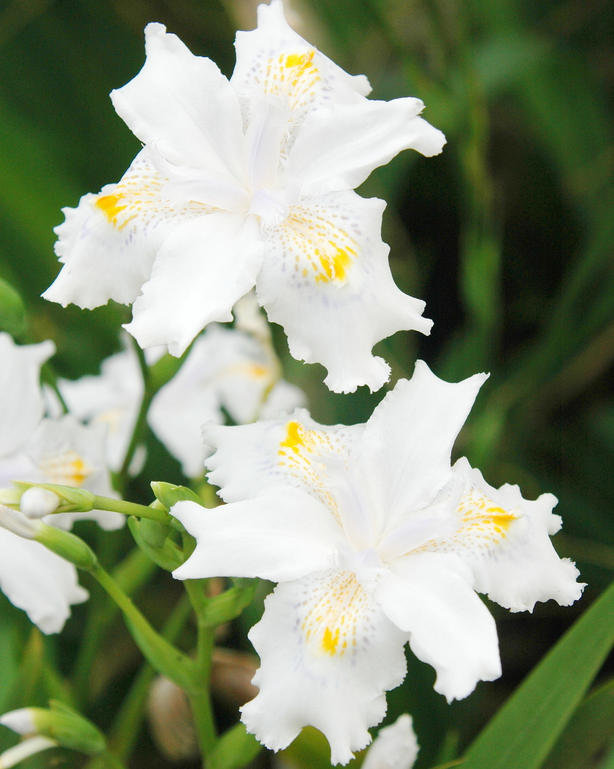 Iris japonica