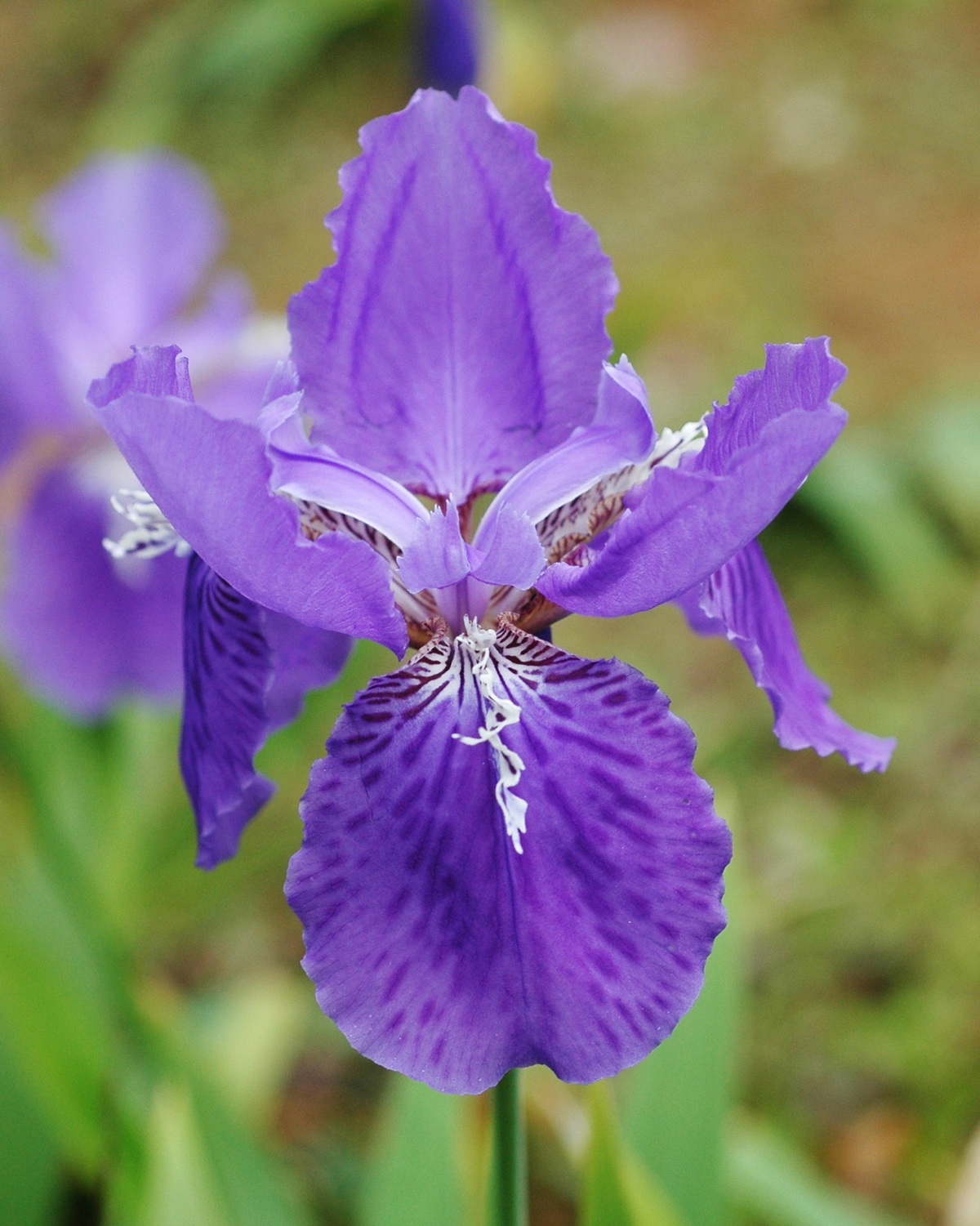 Iris tectorum