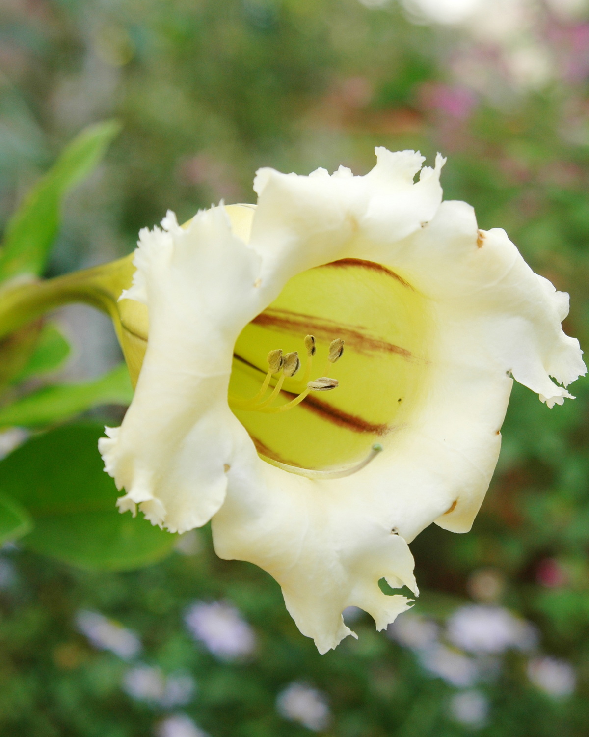 𝘚𝘰𝘭𝘢𝘯𝘥𝘳𝘢 𝘭𝘰𝘯𝘨𝘪𝘧𝘭𝘰𝘳𝘢 長筒金杯藤