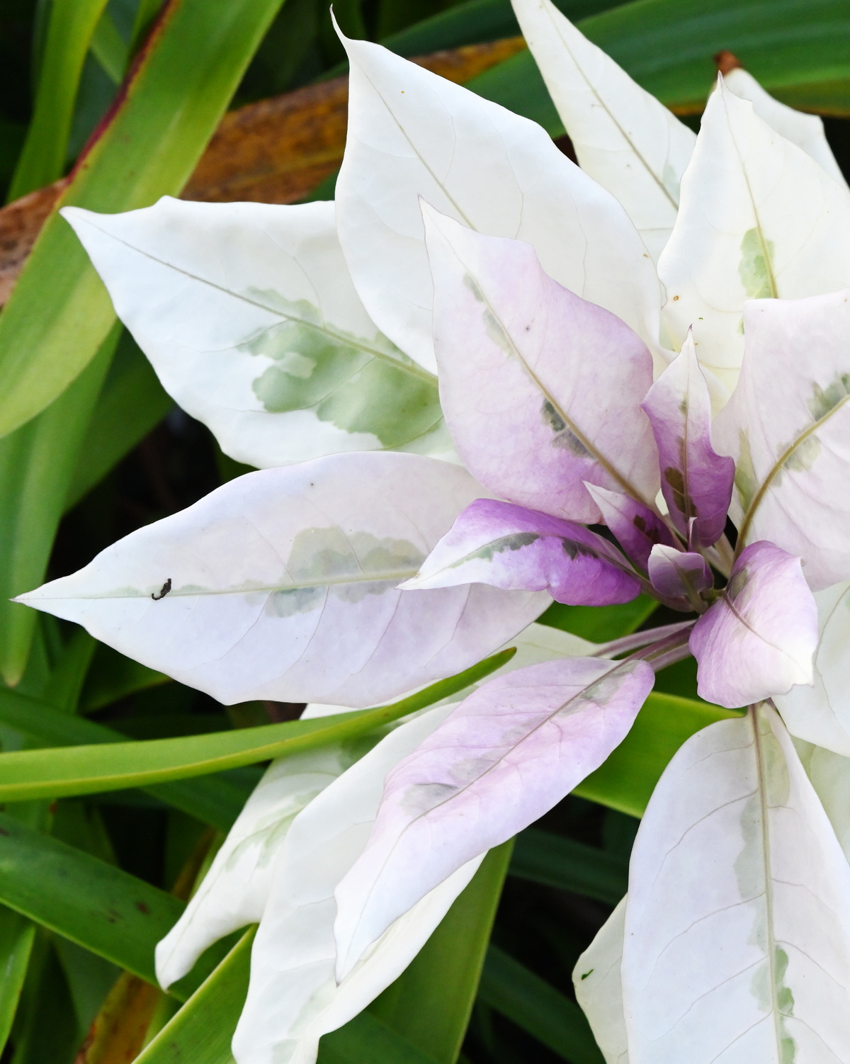 Solandra maxima 'Variegata'