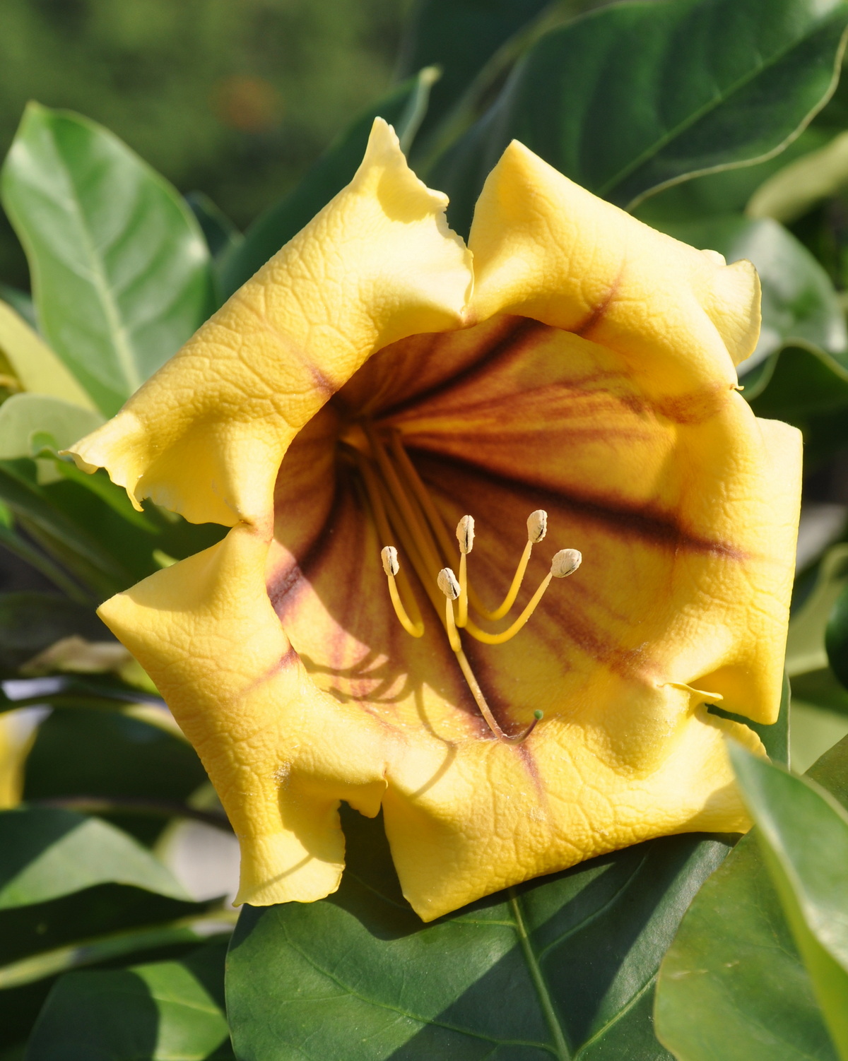 𝘚𝘰𝘭𝘢𝘯𝘥𝘳𝘢 𝘮𝘢𝘹𝘪𝘮𝘢 金杯藤