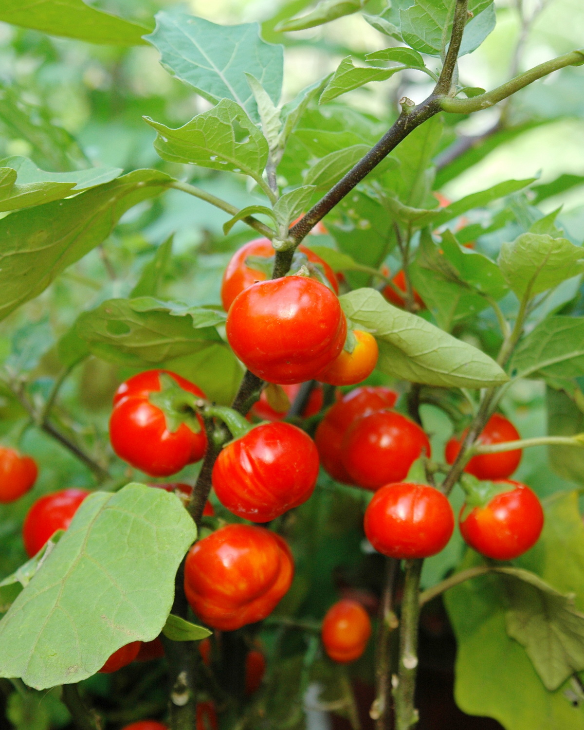 𝘚𝘰𝘭𝘢𝘯𝘶𝘮 𝘢𝘦𝘵𝘩𝘪𝘰𝘱𝘪𝘤𝘶𝘮 紅茄