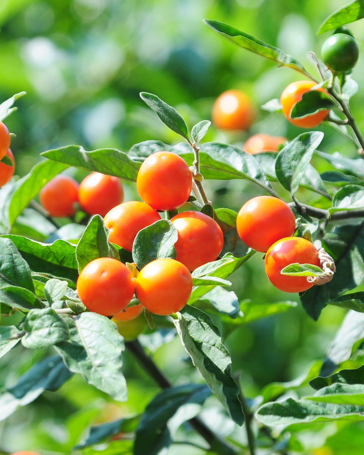 𝘚𝘰𝘭𝘢𝘯𝘶𝘮 𝘱𝘴𝘦𝘶𝘥𝘰𝘤𝘢𝘱𝘴𝘪𝘤𝘶𝘮 玉珊瑚