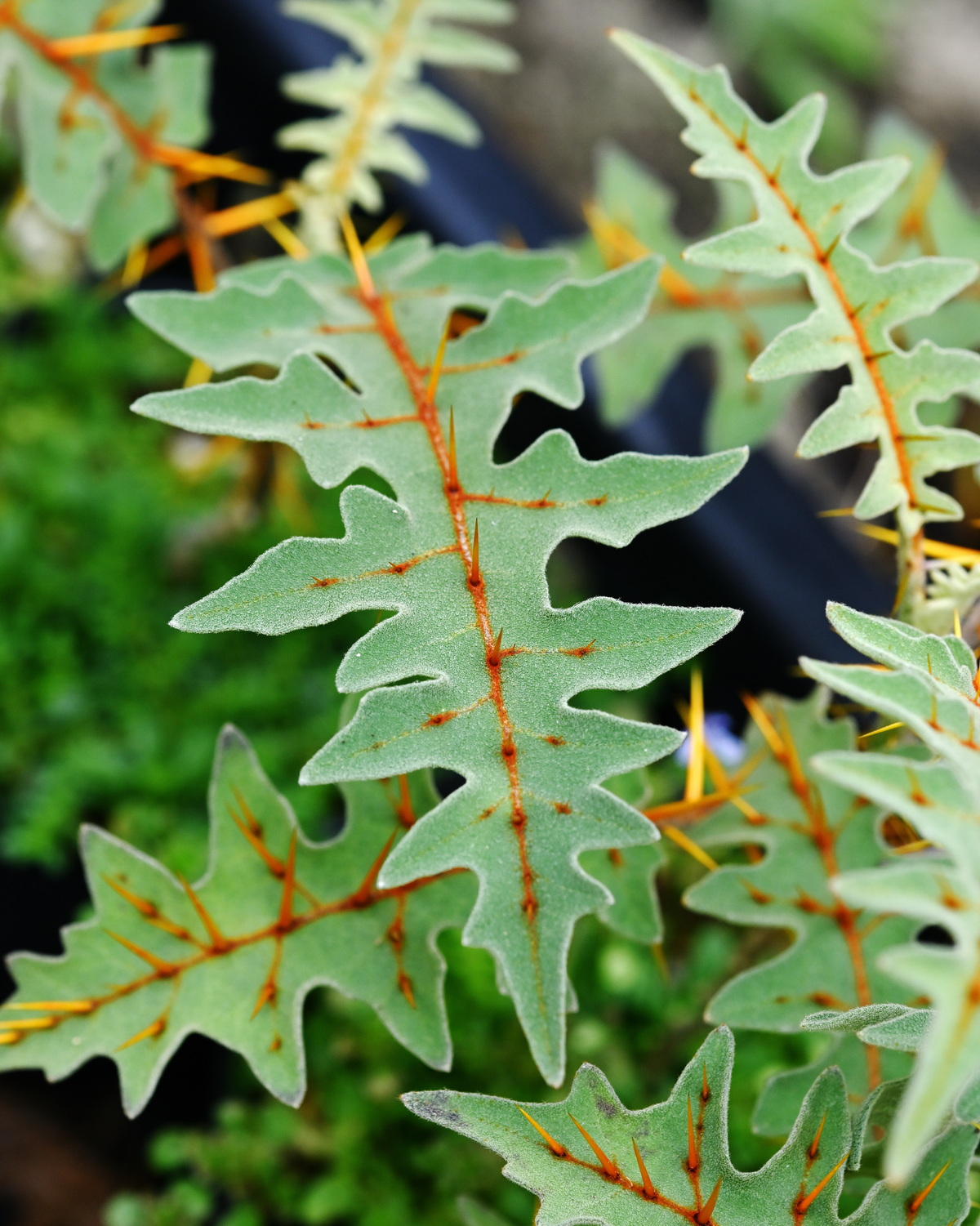 𝘚𝘰𝘭𝘢𝘯𝘶𝘮 𝘱𝘺𝘳𝘢𝘤𝘢𝘯𝘵𝘩𝘰𝘴 豪豬茄