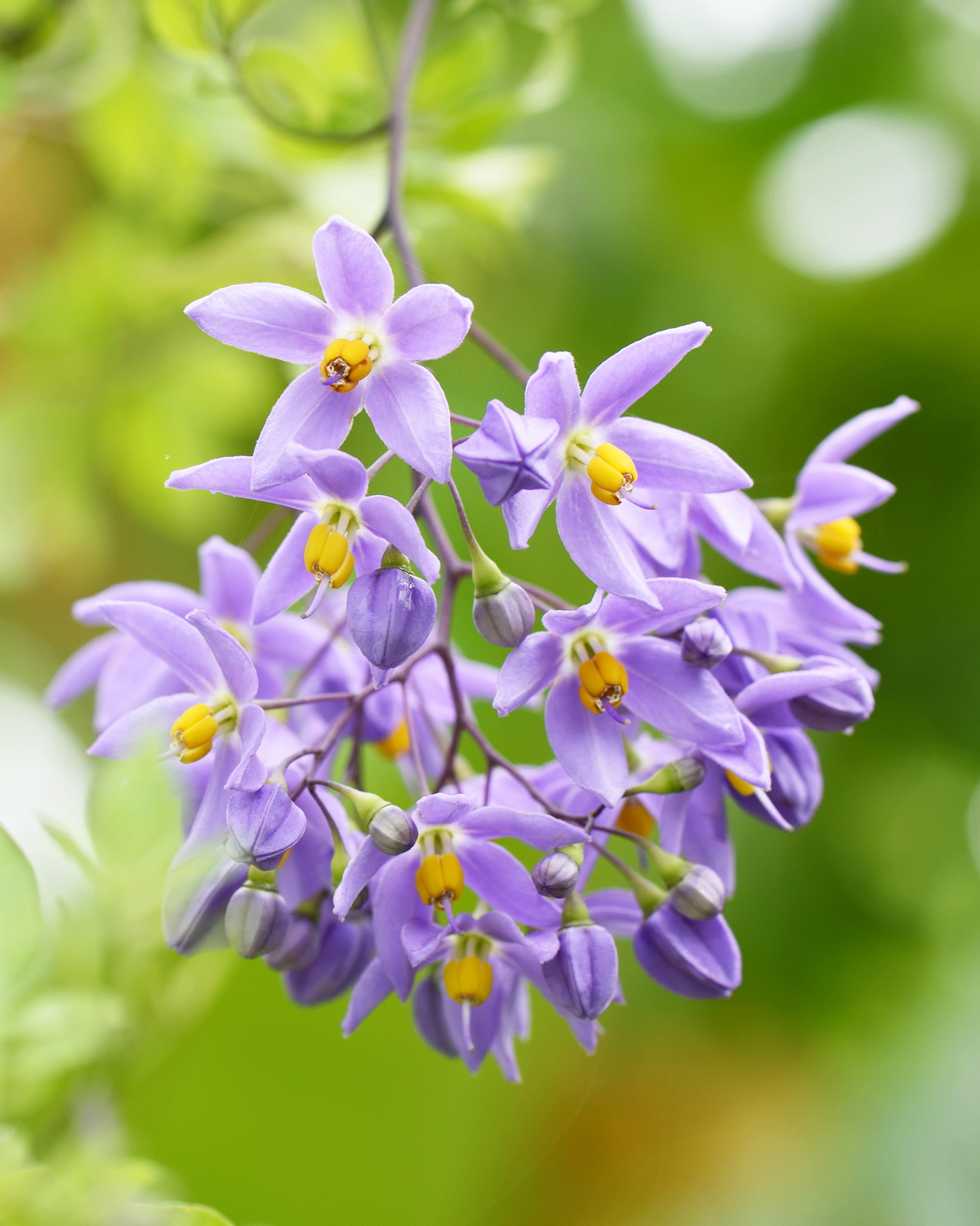 𝘚𝘰𝘭𝘢𝘯𝘶𝘮 𝘴𝘦𝘢𝘧𝘰𝘳𝘵𝘩𝘪𝘢𝘯𝘶𝘮 懸星花