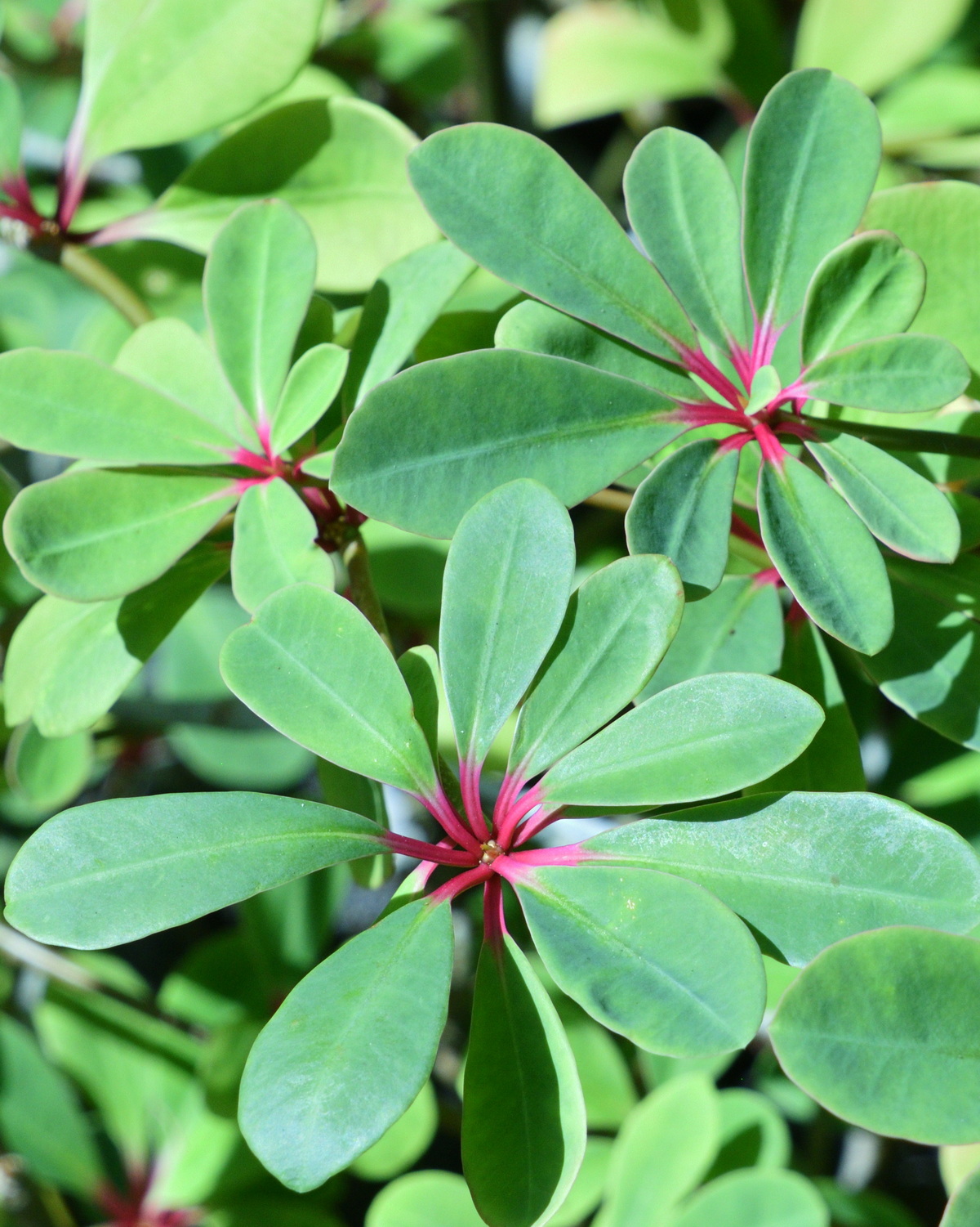 Euphorbia bongolavensis