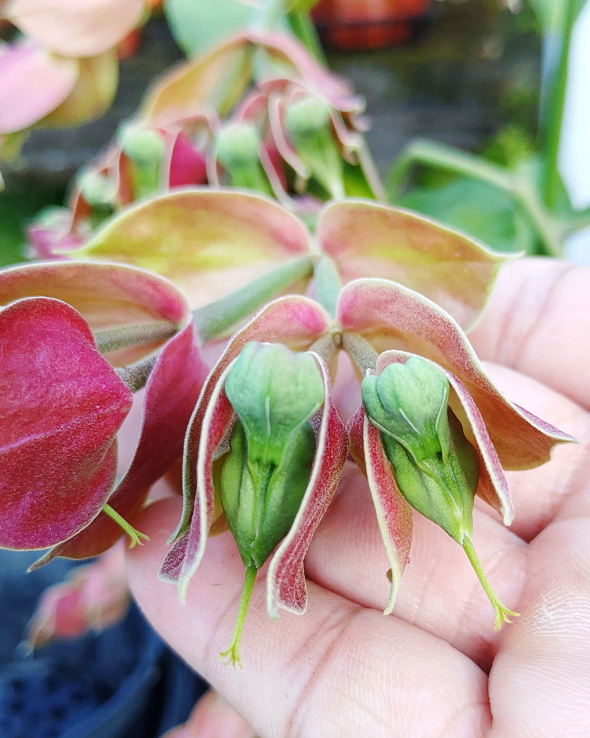 𝘌𝘶𝘱𝘩𝘰𝘳𝘣𝘪𝘢 𝘣𝘳𝘢𝘤𝘵𝘦𝘢𝘵𝘢 翠雀珊瑚