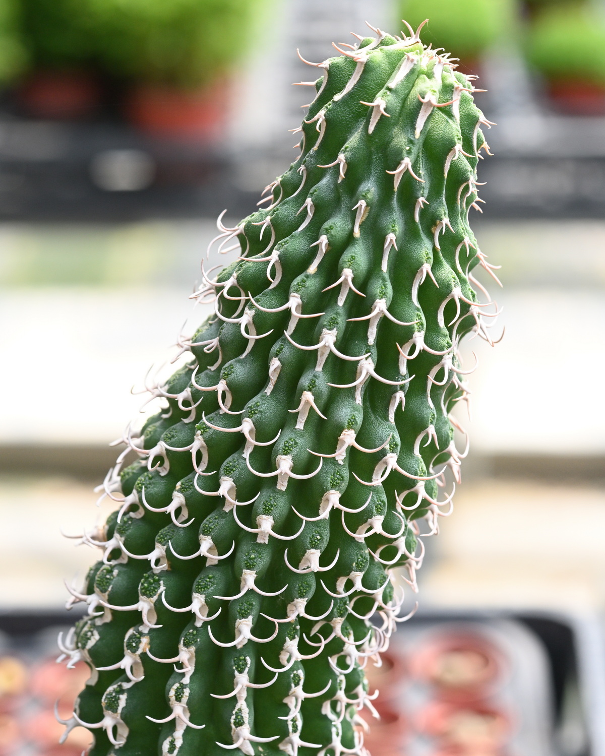 𝘌𝘶𝘱𝘩𝘰𝘳𝘣𝘪𝘢 𝘤𝘰𝘭𝘶𝘮𝘯𝘢𝘳𝘪𝘴 圓柱麒麟