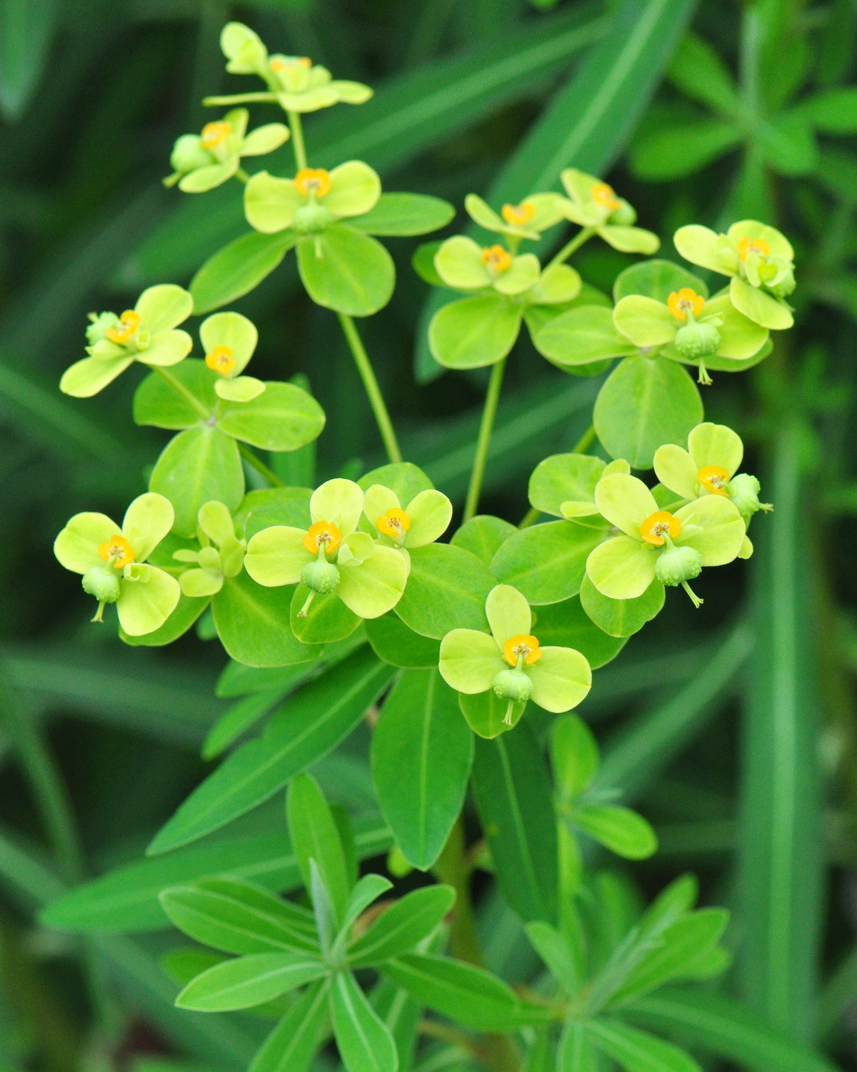 𝘌𝘶𝘱𝘩𝘰𝘳𝘣𝘪𝘢 𝘧𝘰𝘳𝘮𝘰𝘴𝘢𝘯𝘢 台灣大戟