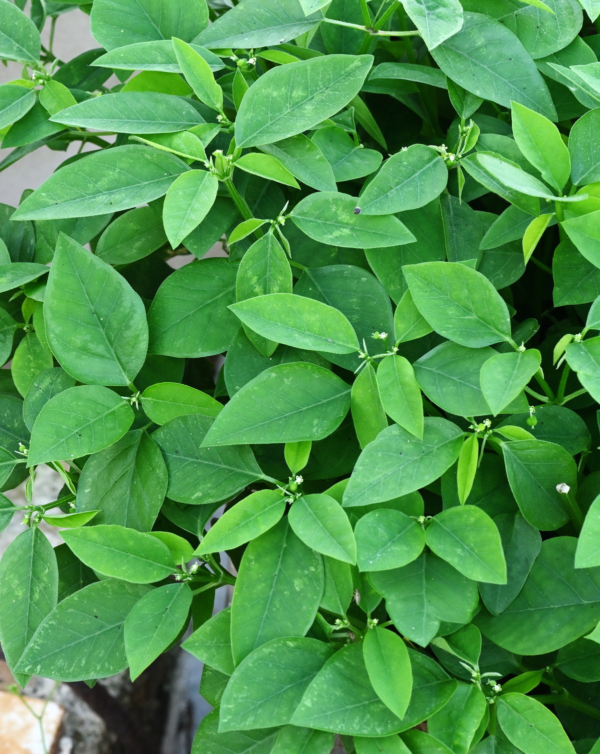 𝘌𝘶𝘱𝘩𝘰𝘳𝘣𝘪𝘢 𝘨𝘳𝘢𝘮𝘪𝘯𝘦𝘢 禾葉大戟