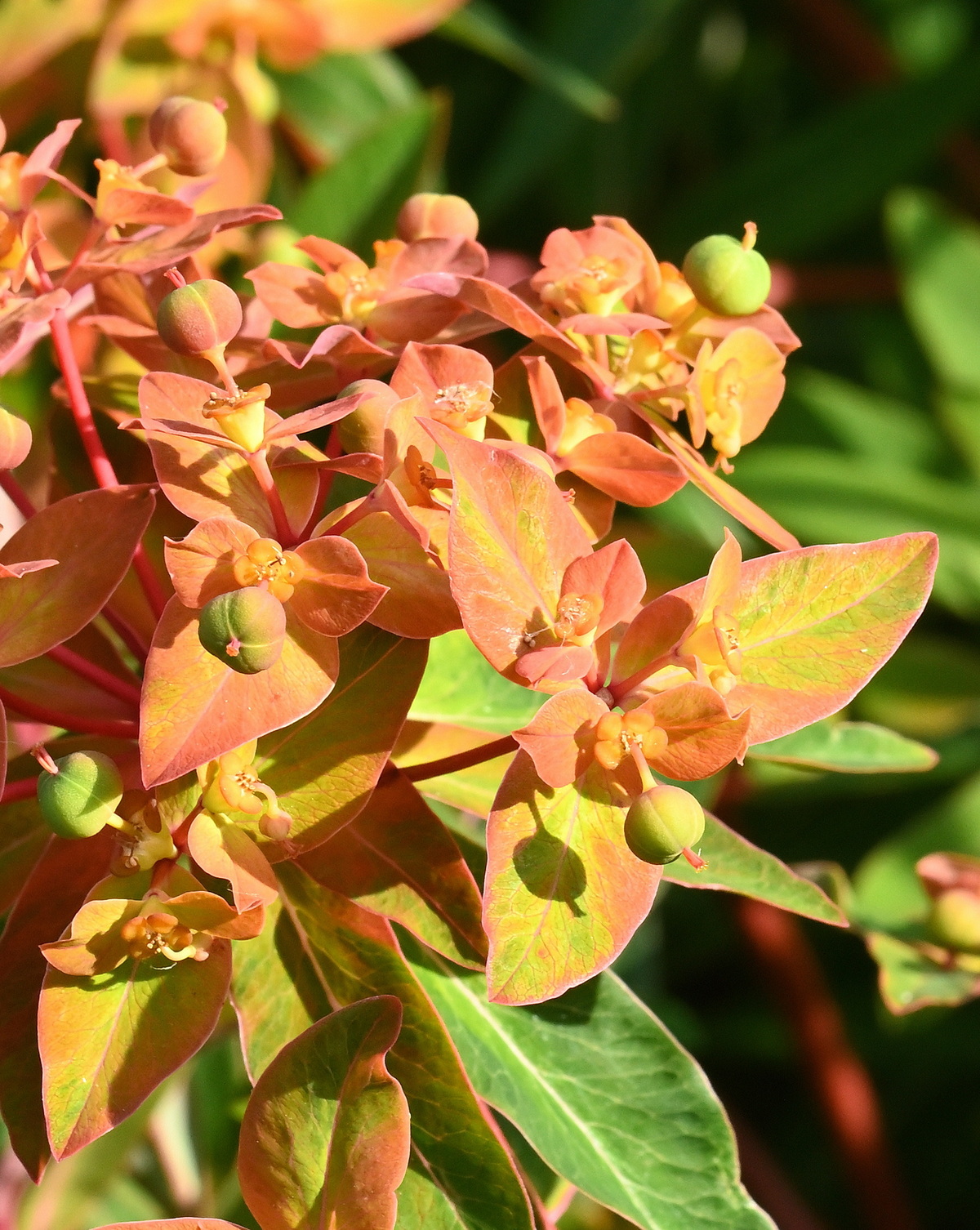 𝘌𝘶𝘱𝘩𝘰𝘳𝘣𝘪𝘢 𝘨𝘳𝘪𝘧𝘧𝘪𝘵𝘩𝘪𝘪 ‘Fireglow’ 火焰大戟