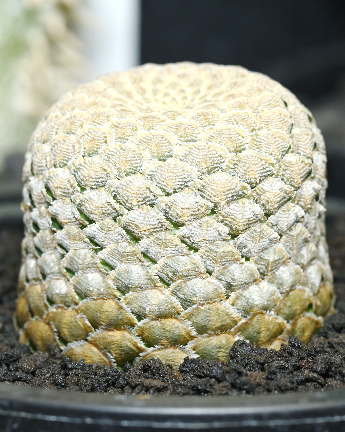 Euphorbia piscidermis