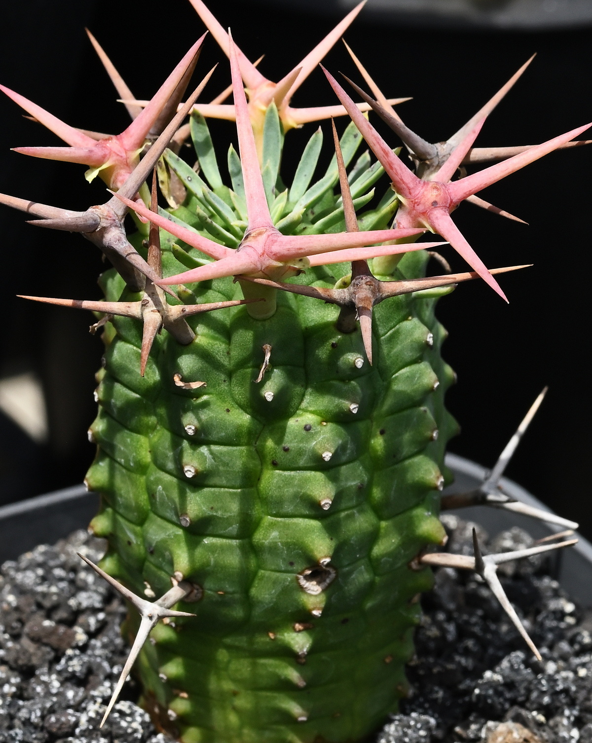 𝘌𝘶𝘱𝘩𝘰𝘳𝘣𝘪𝘢 𝘴𝘵𝘦𝘭𝘭𝘪𝘴𝘱𝘪𝘯𝘢 群星冠– 雲端植物園The