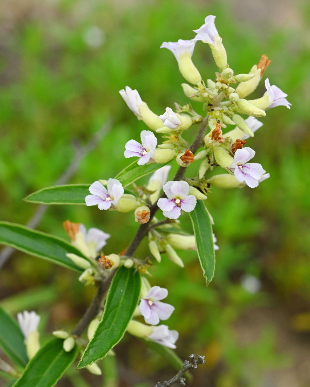 Helicteres angustifolia