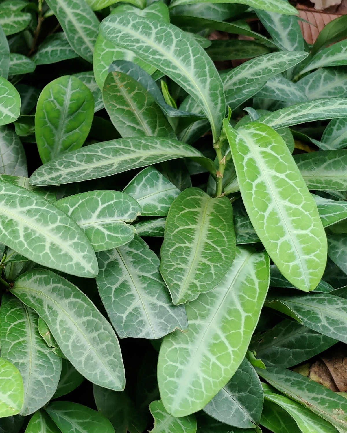 𝘉𝘳𝘦𝘺𝘯𝘪𝘢 𝘴𝘱𝘢𝘵𝘶𝘭𝘪𝘧𝘰𝘭𝘪𝘢 龍脷葉