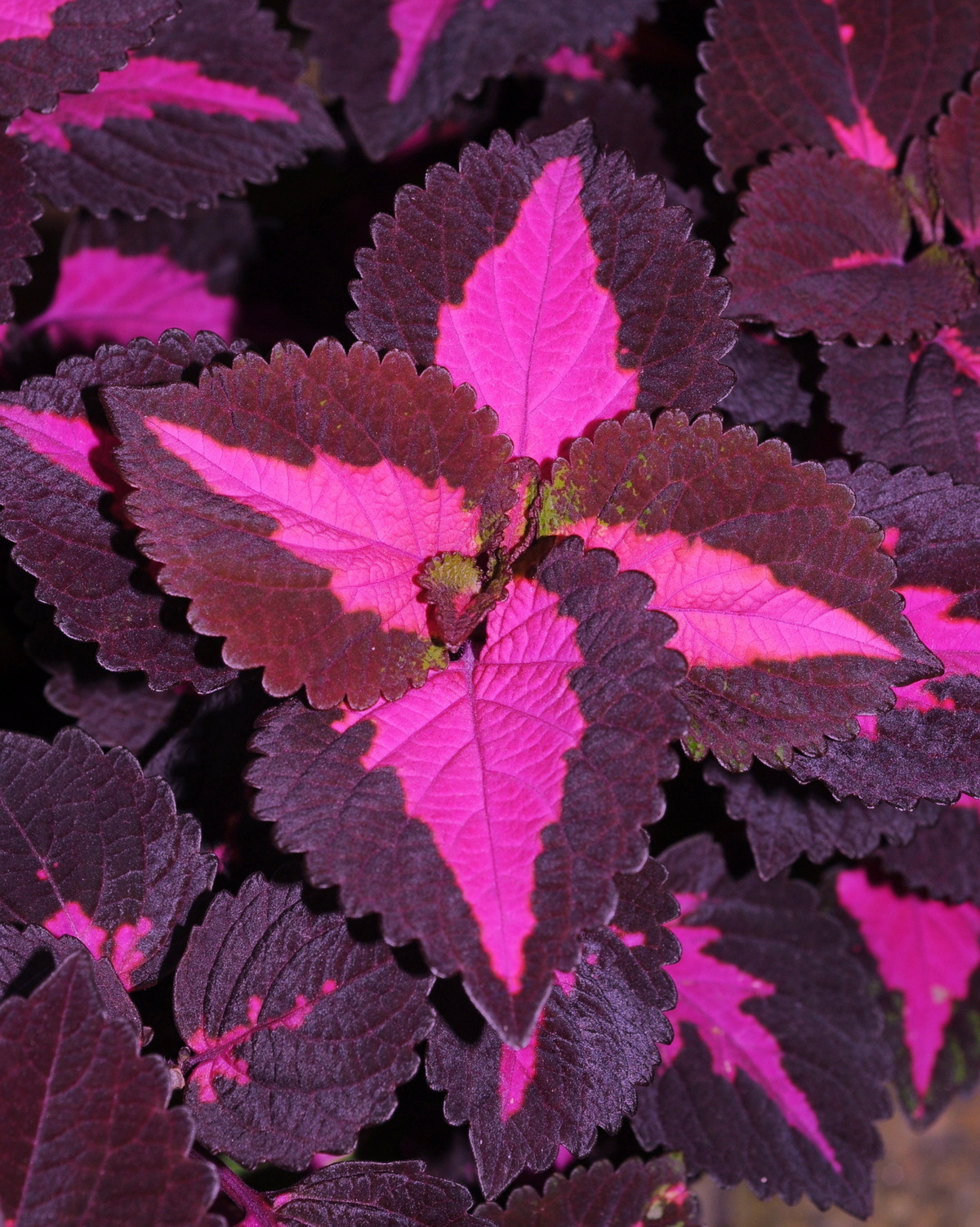 𝘊𝘰𝘭𝘦𝘶𝘴 𝘴𝘤𝘶𝘵𝘦𝘭𝘭𝘢𝘳𝘪𝘰𝘪𝘥𝘦𝘴 ‘China Rose’ 彩葉草-中國紅
