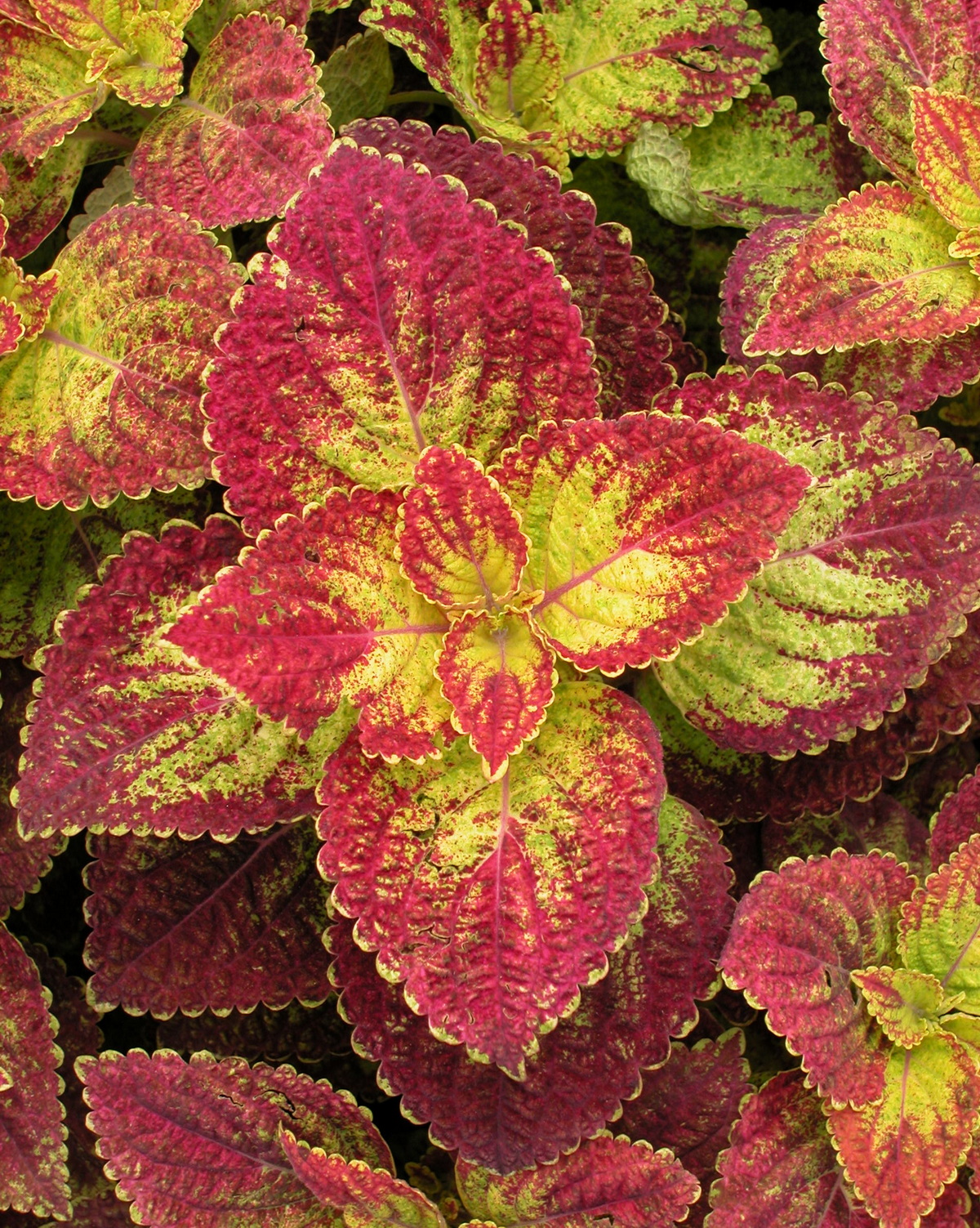 Coleus scutellarioides 'Dipt in Wine'