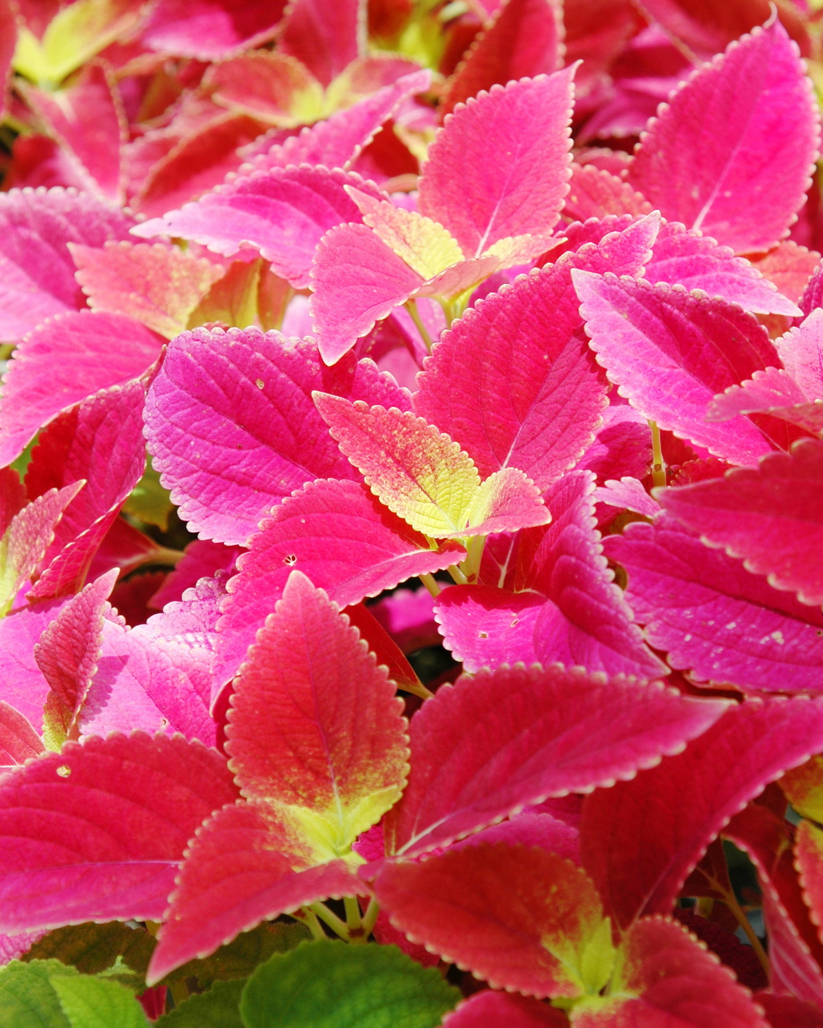 𝘊𝘰𝘭𝘦𝘶𝘴 𝘴𝘤𝘶𝘵𝘦𝘭𝘭𝘢𝘳𝘪𝘰𝘪𝘥𝘦𝘴 ‘Alabama Sunset’ 彩葉草-阿拉巴馬夕陽