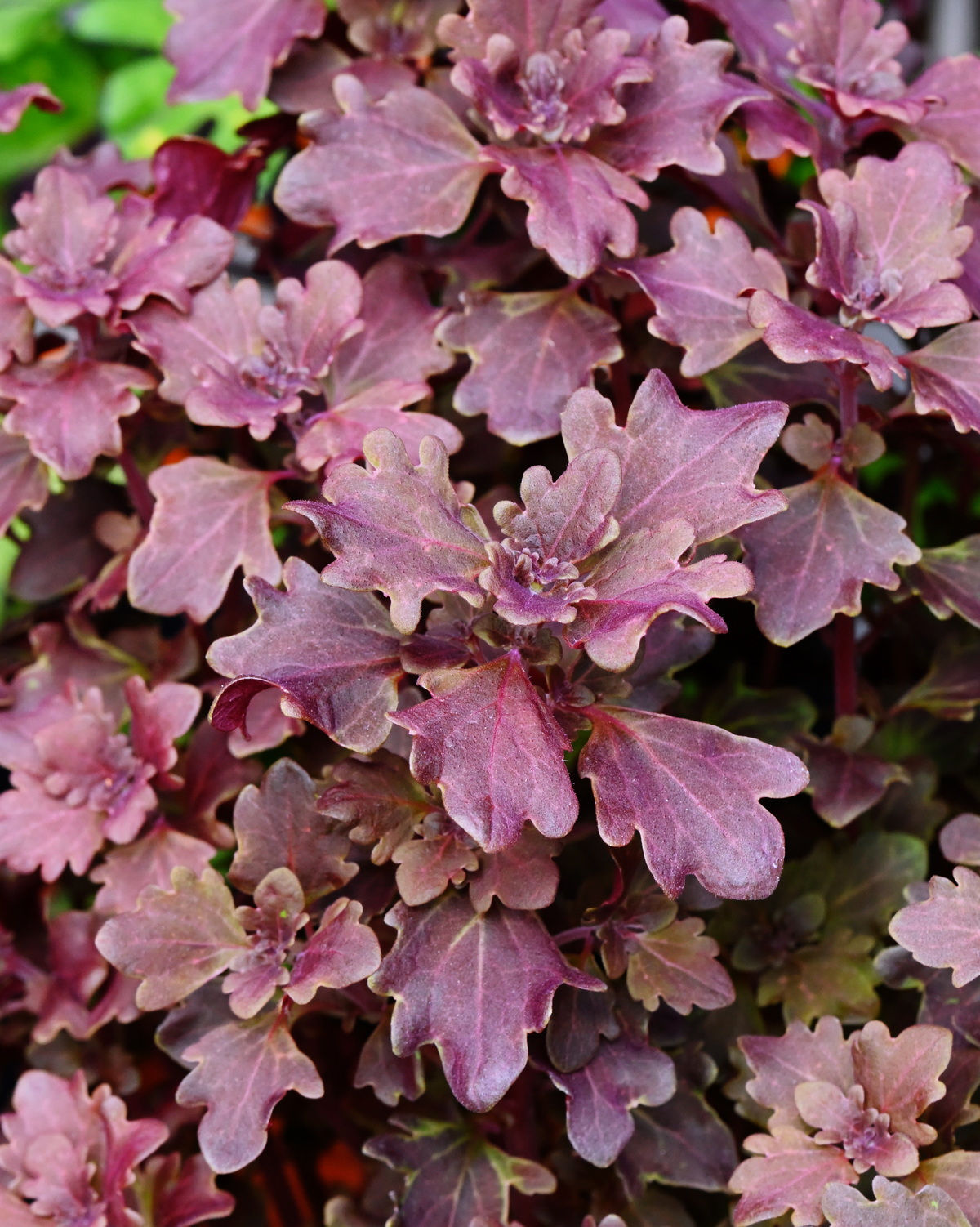 𝘊𝘰𝘭𝘦𝘶𝘴 𝘴𝘤𝘶𝘵𝘦𝘭𝘭𝘢𝘳𝘪𝘰𝘪𝘥𝘦𝘴 ‘Cantigny Royale’ 彩葉草-坎蒂尼皇家