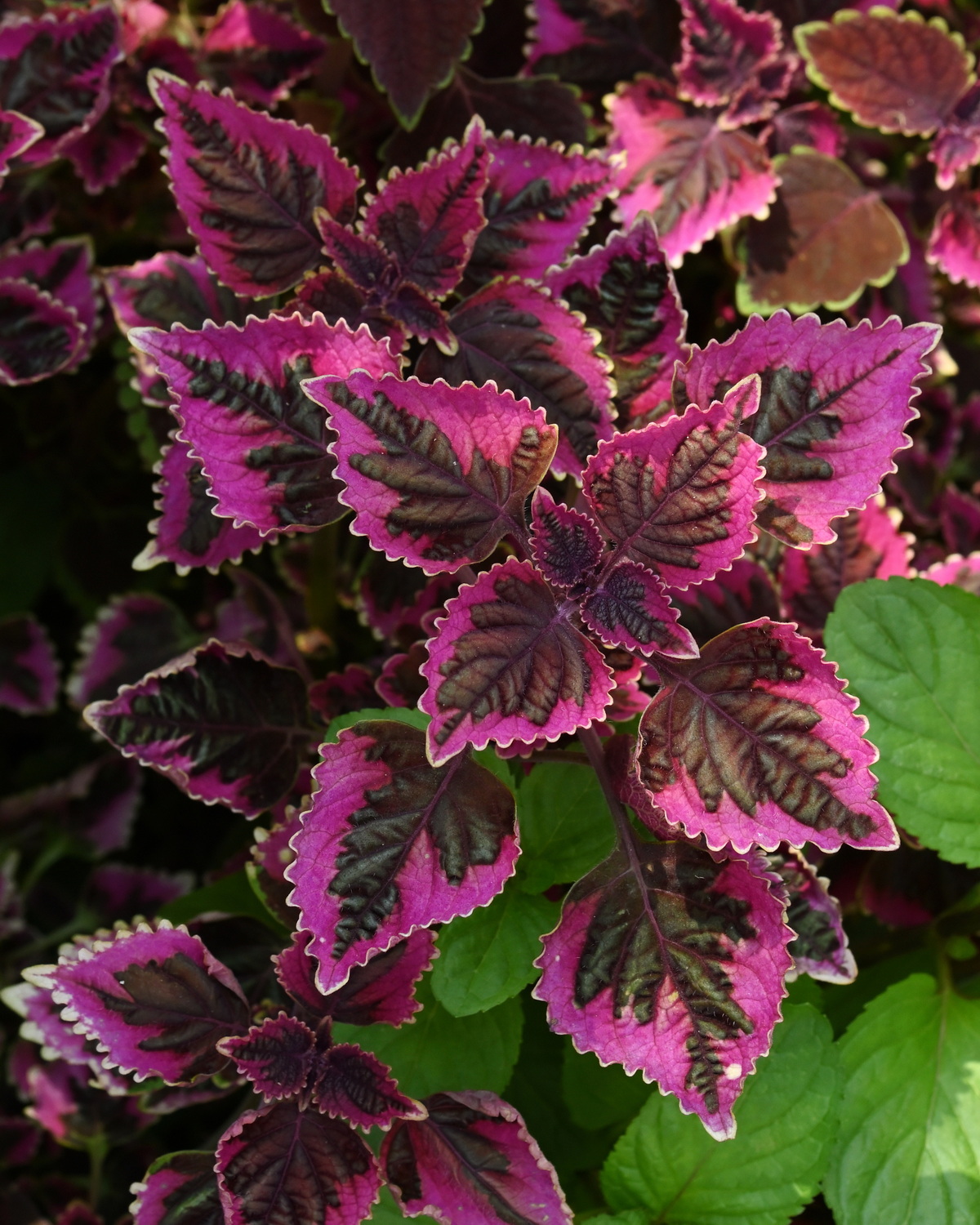 𝘊𝘰𝘭𝘦𝘶𝘴 𝘴𝘤𝘶𝘵𝘦𝘭𝘭𝘢𝘳𝘪𝘰𝘪𝘥𝘦𝘴 ‘Trailing Plum Brocade’ 彩葉草-垂蔓紫錦緞
