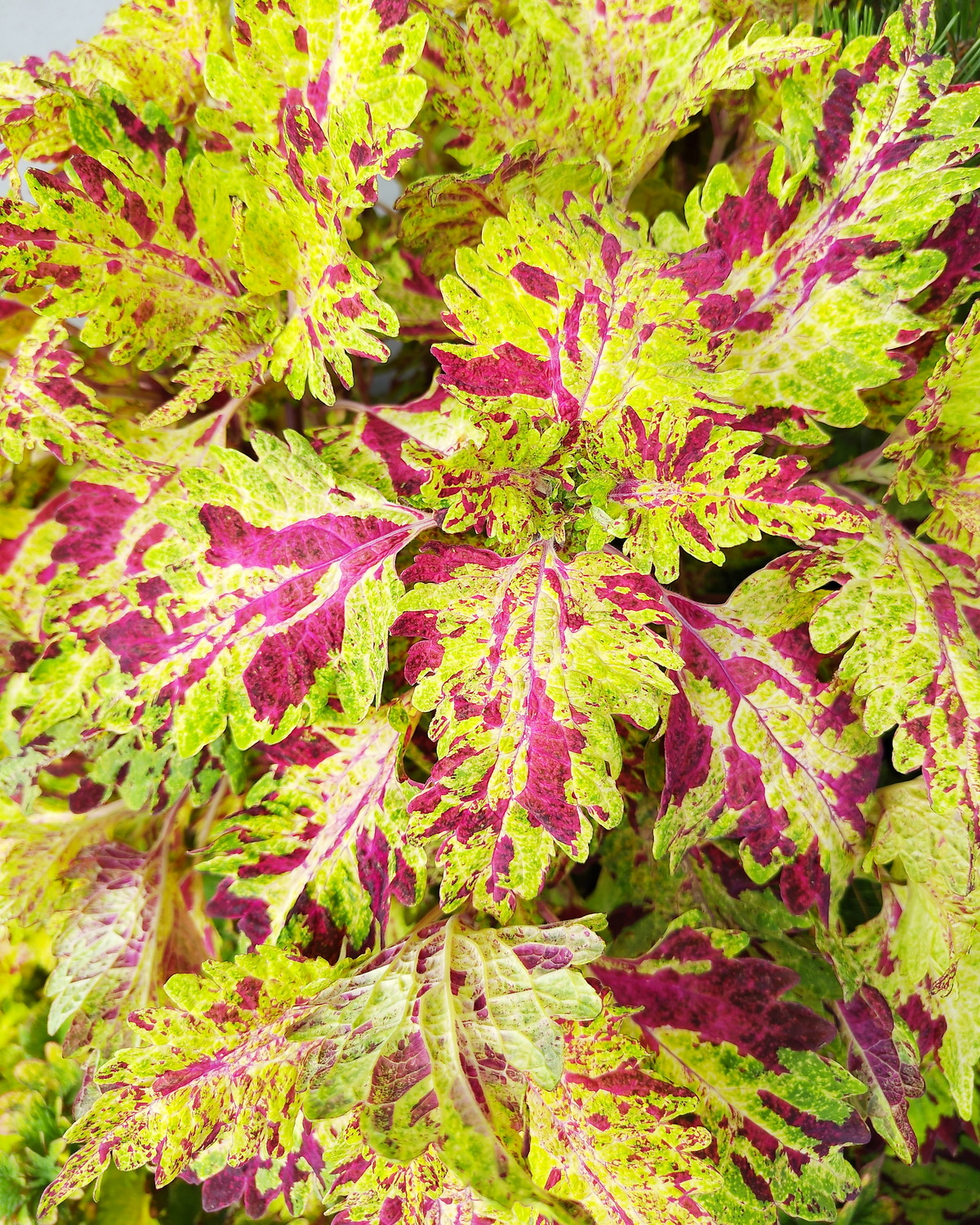 𝘊𝘰𝘭𝘦𝘶𝘴 𝘴𝘤𝘶𝘵𝘦𝘭𝘭𝘢𝘳𝘪𝘰𝘪𝘥𝘦𝘴 ‘Eruption’ 彩葉草-爆發