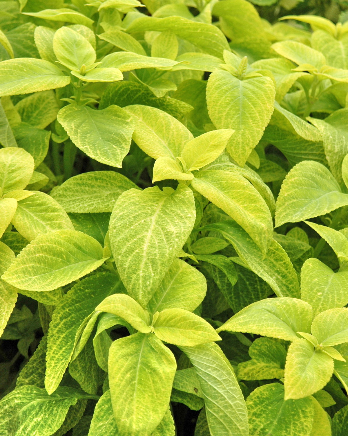 Coleus scutellarioides 'Golden'