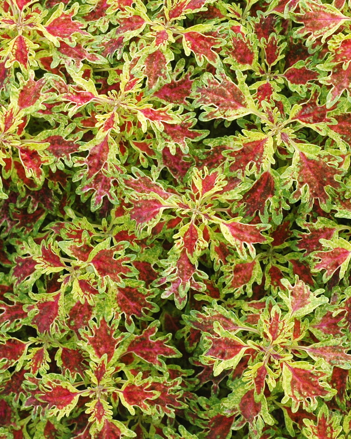 𝘊𝘰𝘭𝘦𝘶𝘴 𝘴𝘤𝘶𝘵𝘦𝘭𝘭𝘢𝘳𝘪𝘰𝘪𝘥𝘦𝘴 ‘India Frills’ 彩葉草-印度褶邊