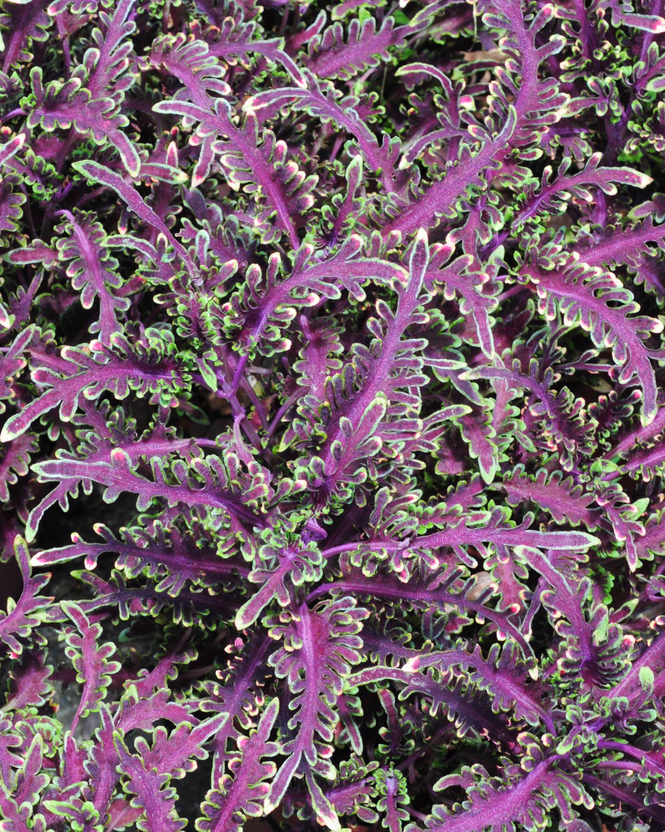 Coleus scutellarioides 'Kiwi Fern'