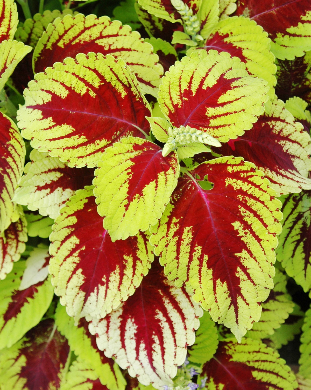 𝘊𝘰𝘭𝘦𝘶𝘴 𝘴𝘤𝘶𝘵𝘦𝘭𝘭𝘢𝘳𝘪𝘰𝘪𝘥𝘦𝘴 Kong® ‘Lime Sprite’ 彩葉草-金剛雪碧